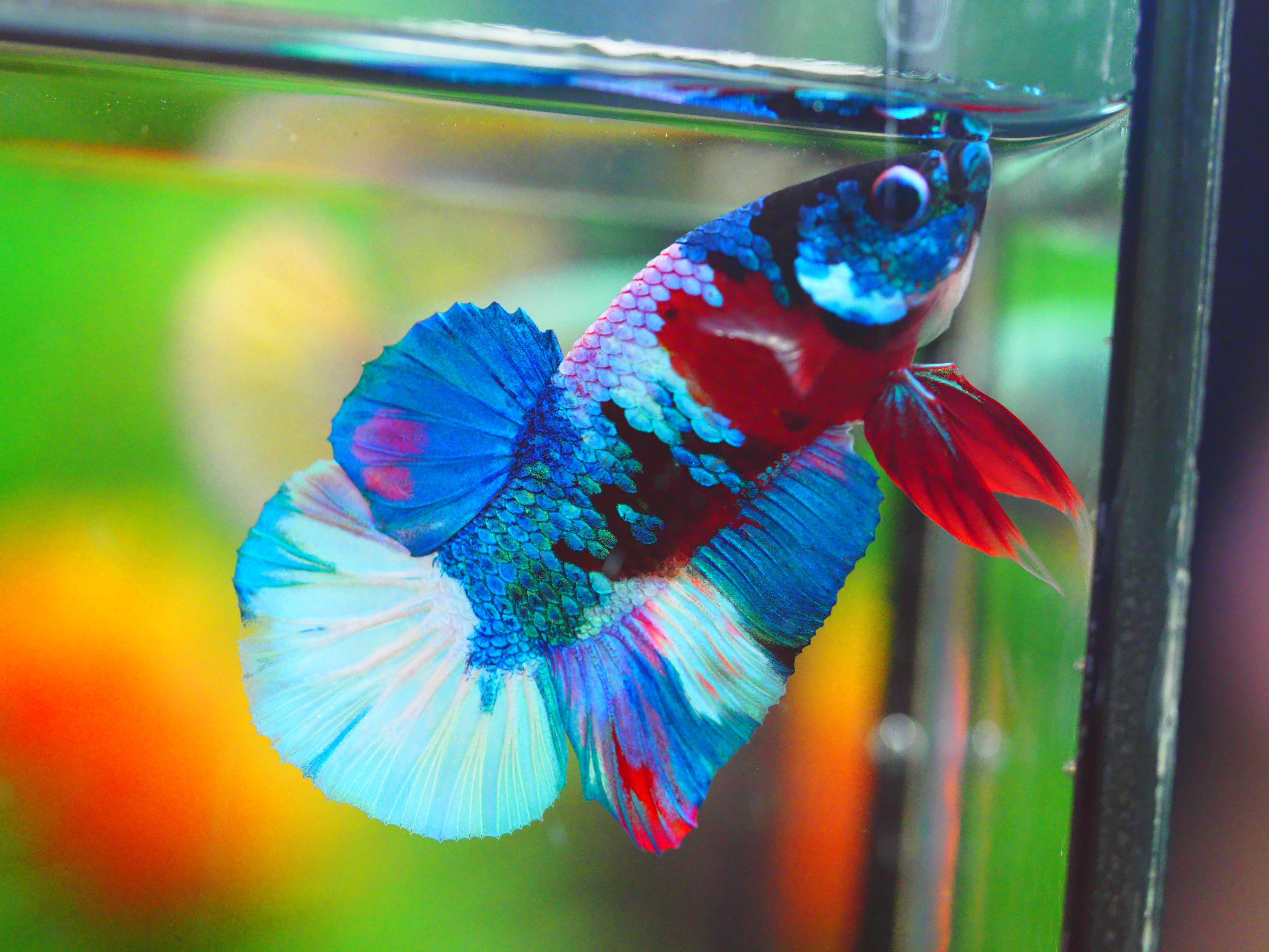 HMPK KOI GALAXY MALE GRADE A +++