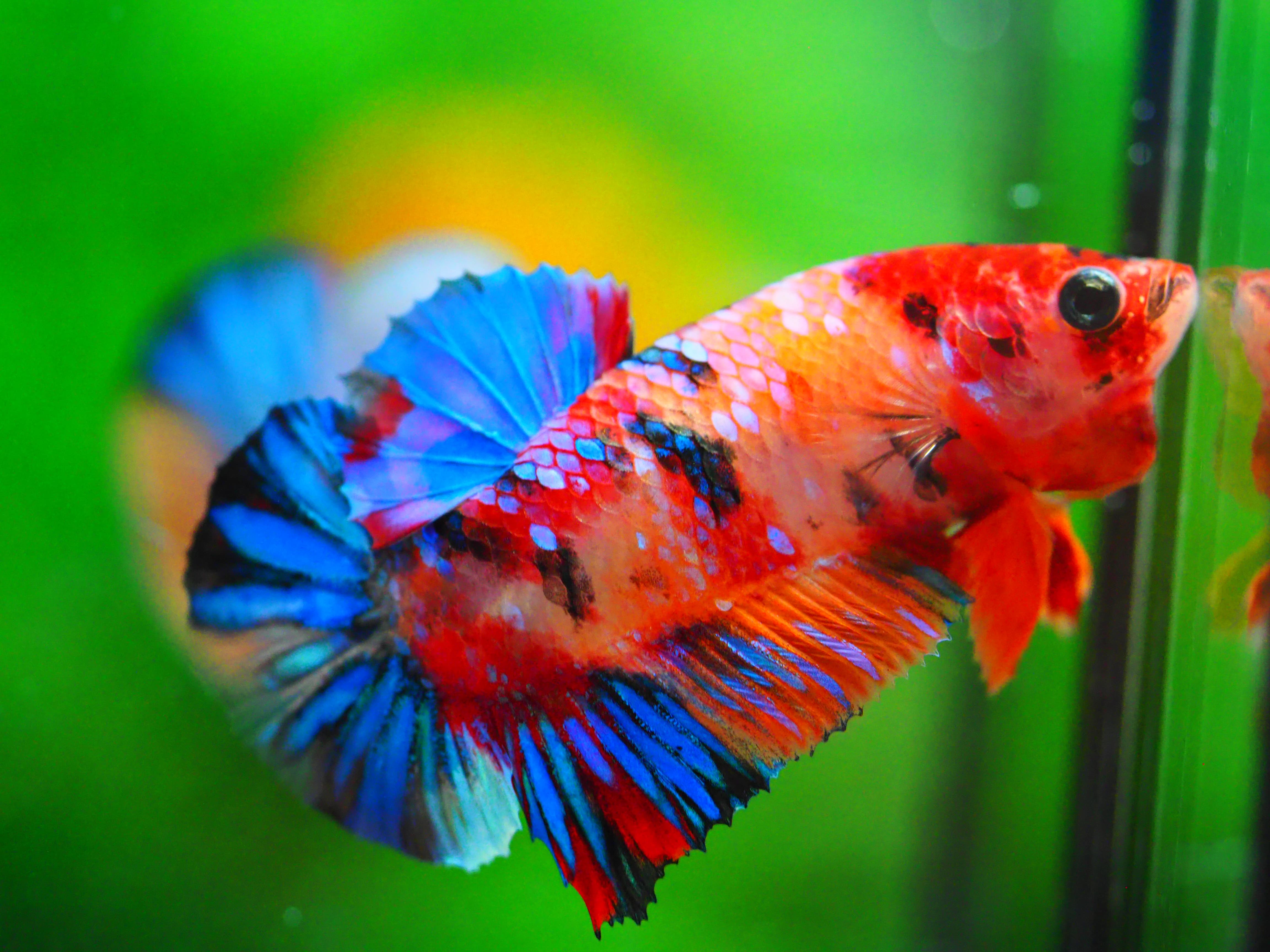 HMPK NEMO GALAXY MALE GRADE A +++