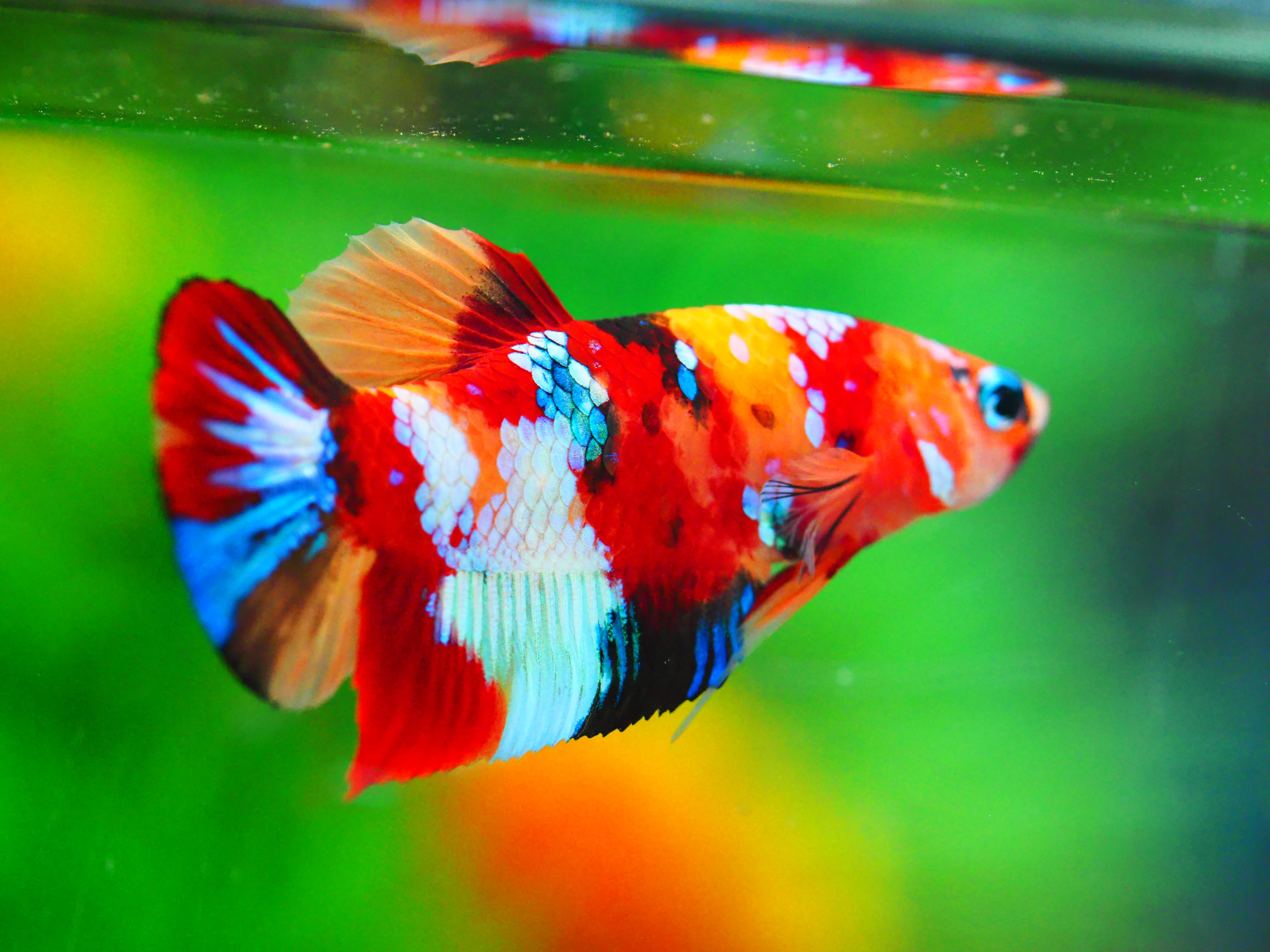 HMPK NEMO GALAXY MALE GRADE A +++