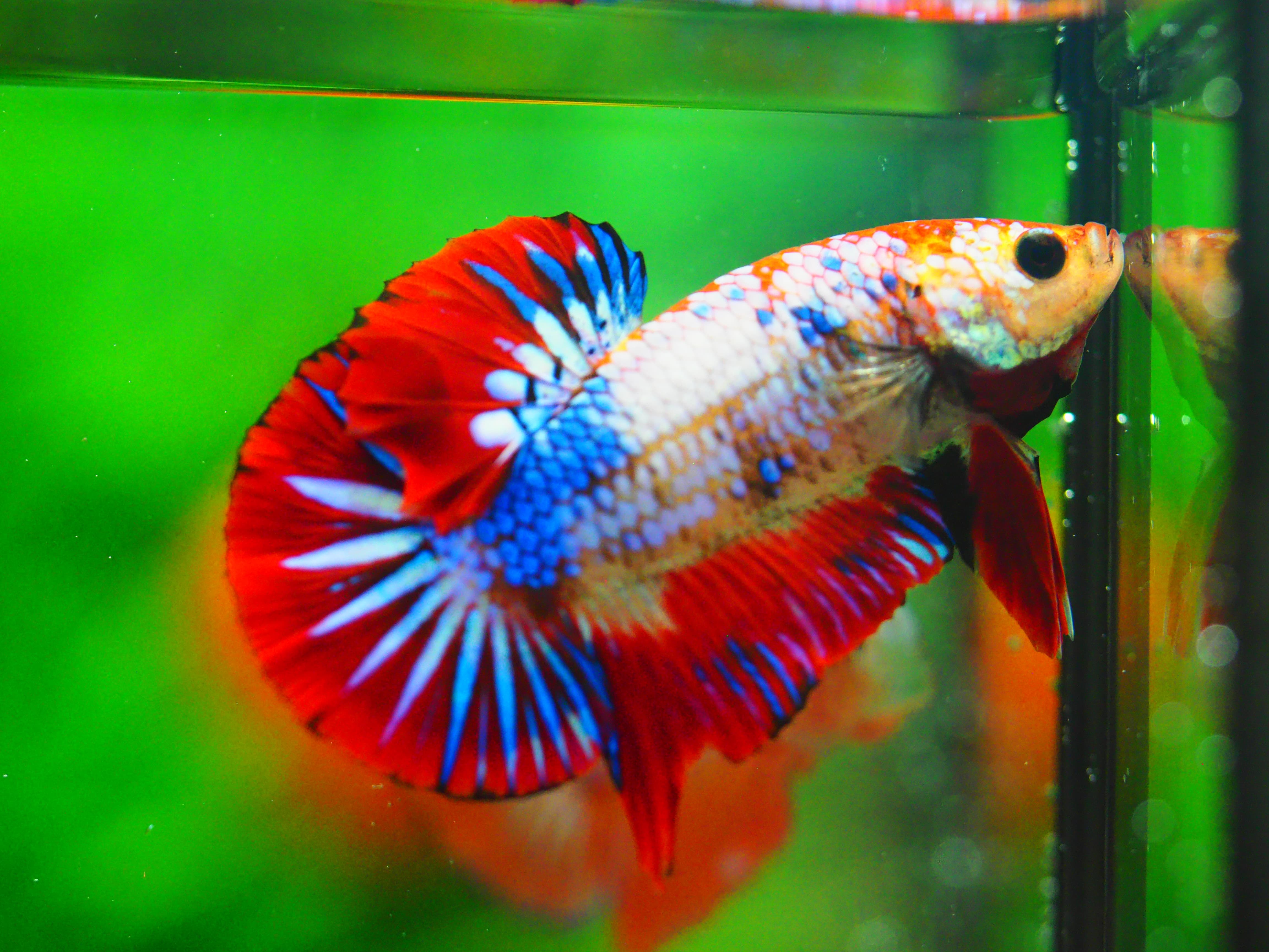 HMPK FANCY MALE GRADE A +++