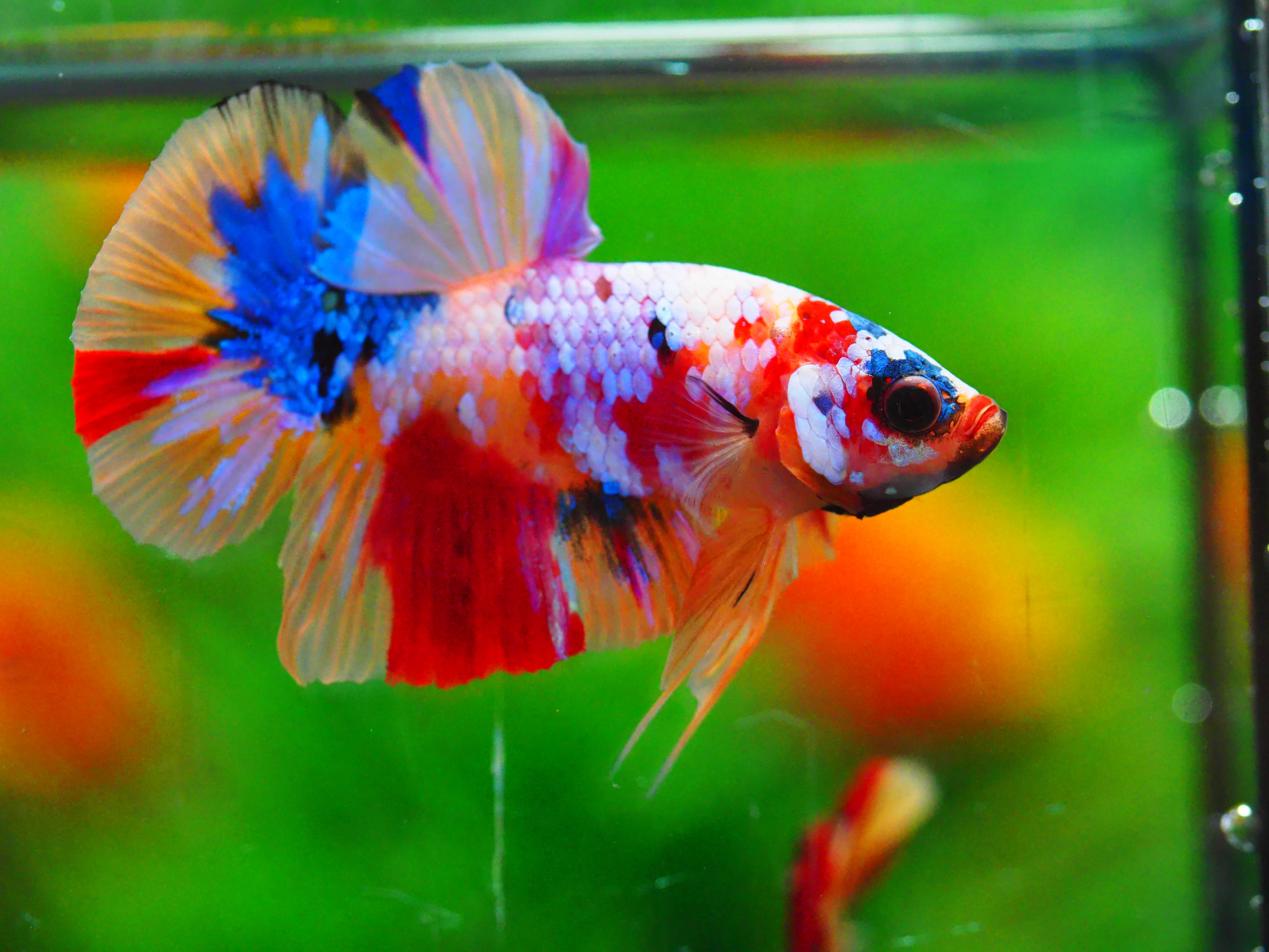 HMPK NEMO GALAXY MALE GRADE A +++