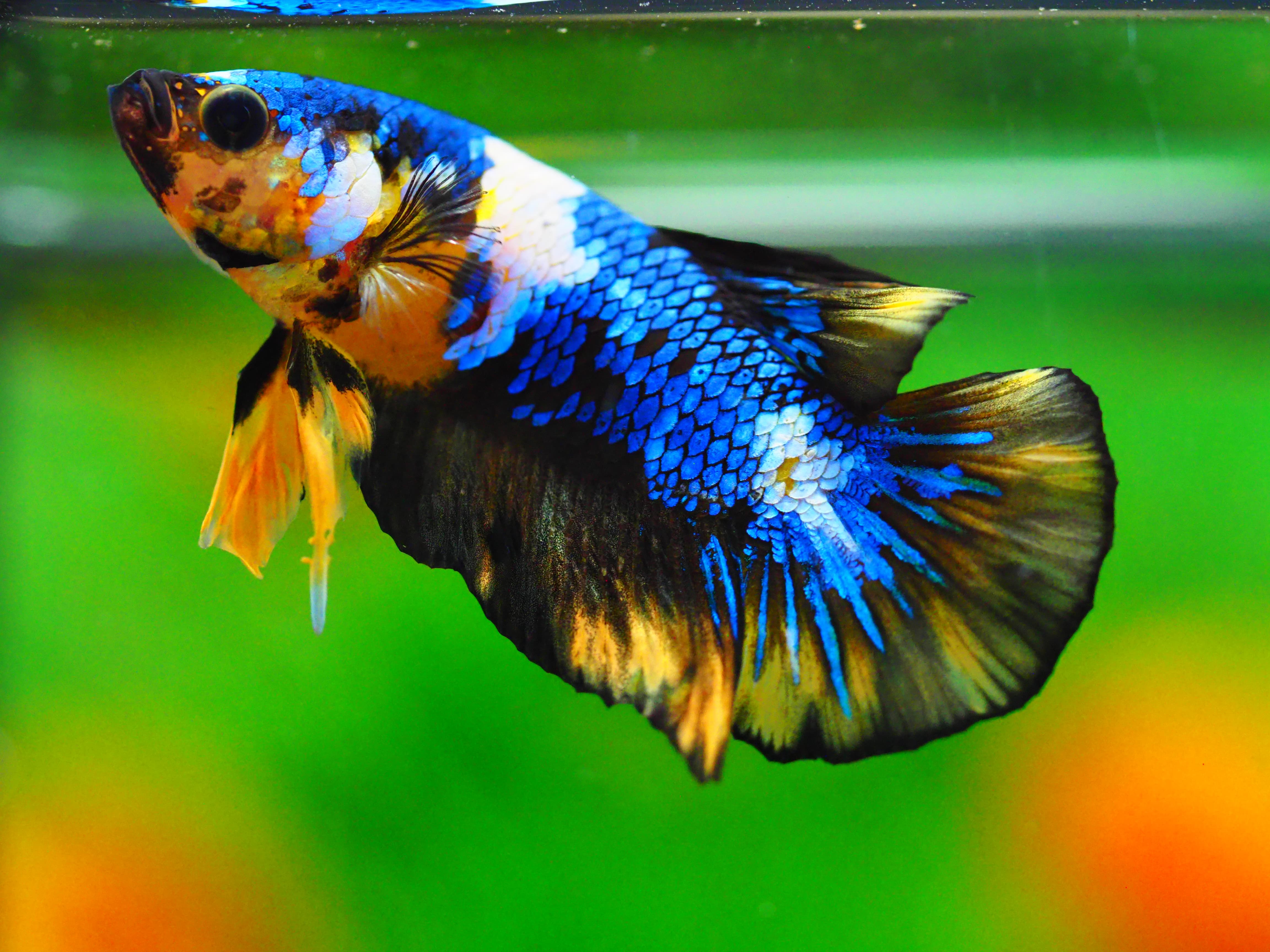 HMPK KOI GALAXY MALE GRADE A +++