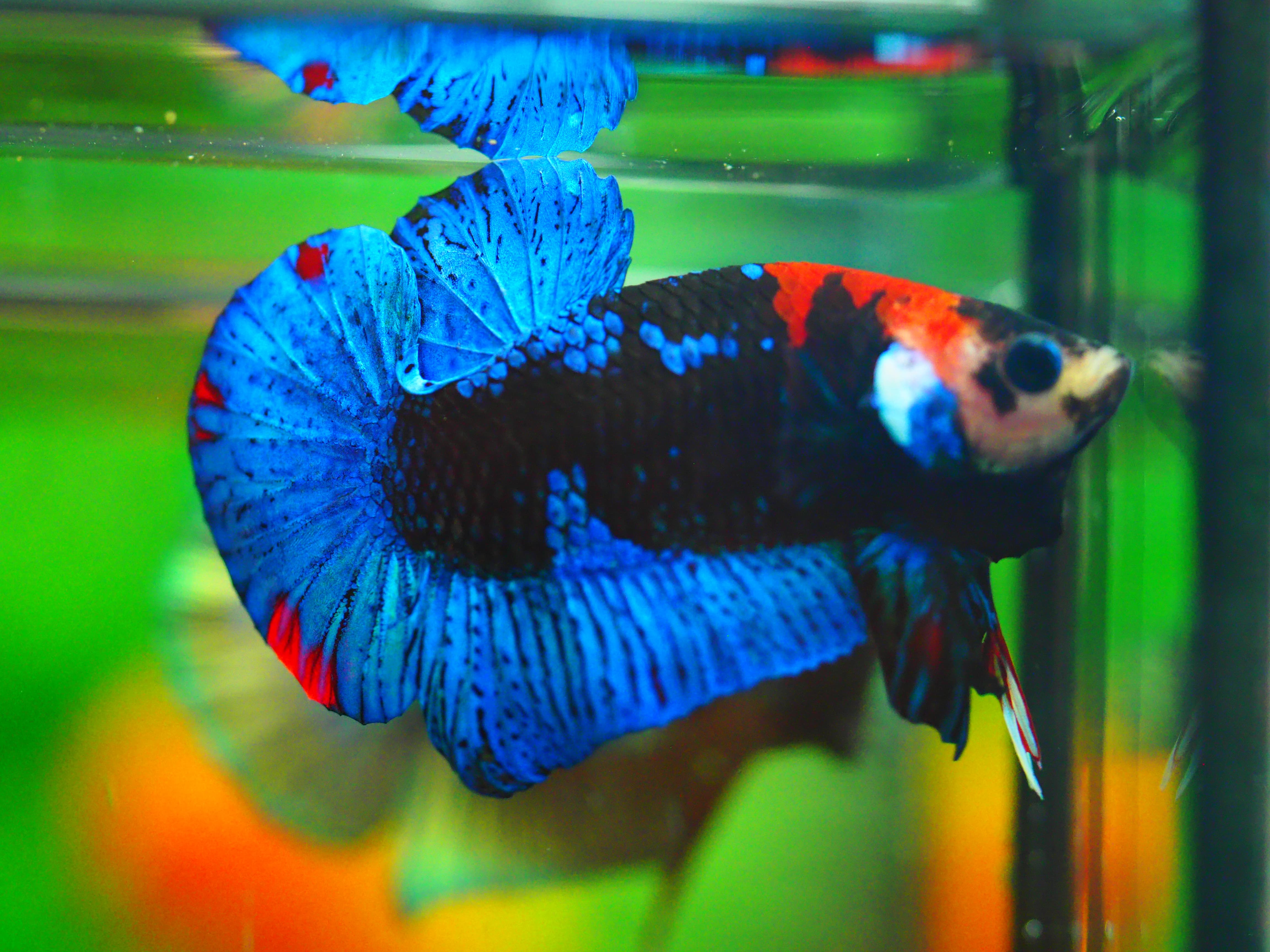 HMPK KOI GALAXY MALE GRADE A +++