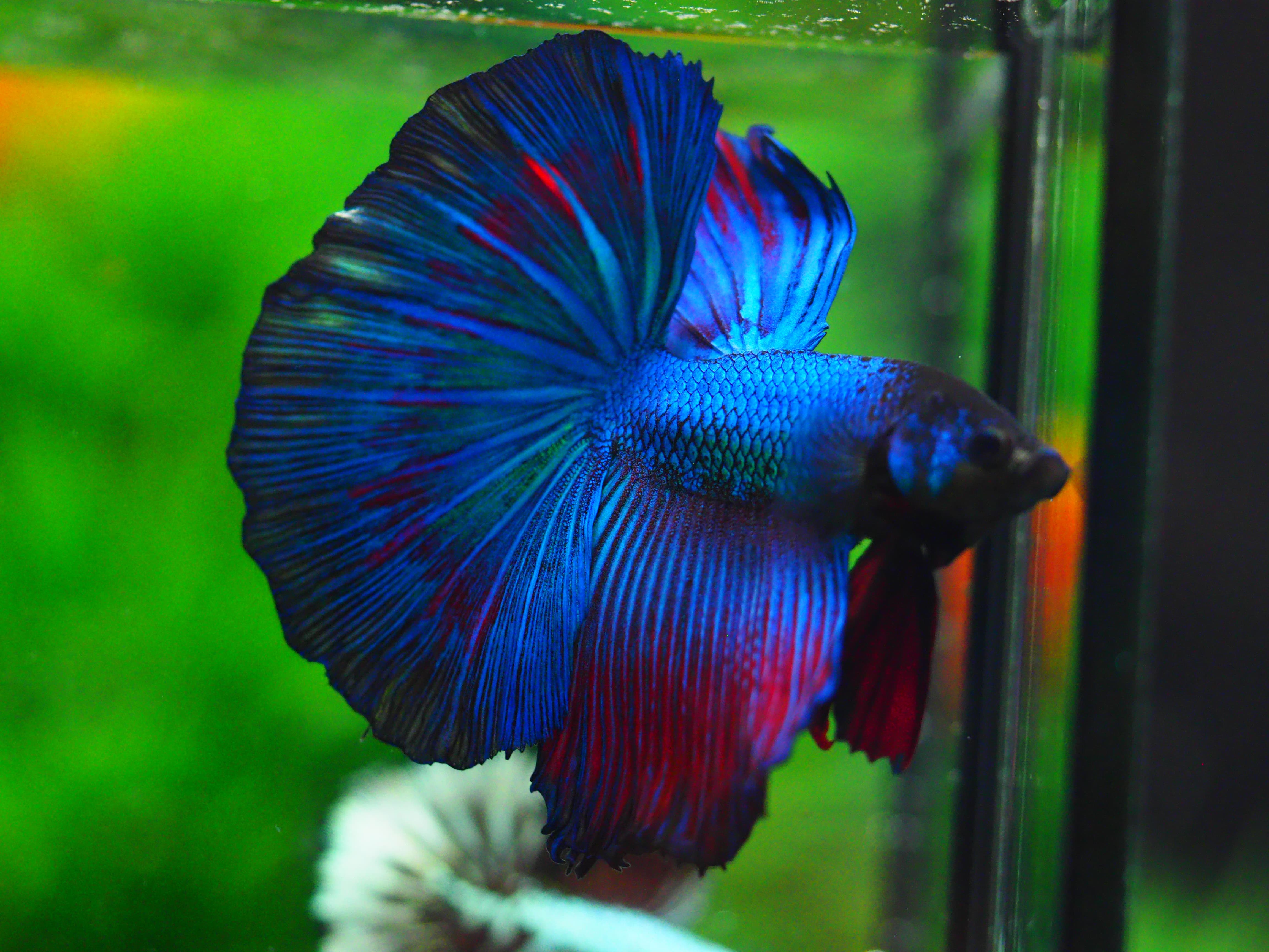 HM FANCY MALE GRADE A +++