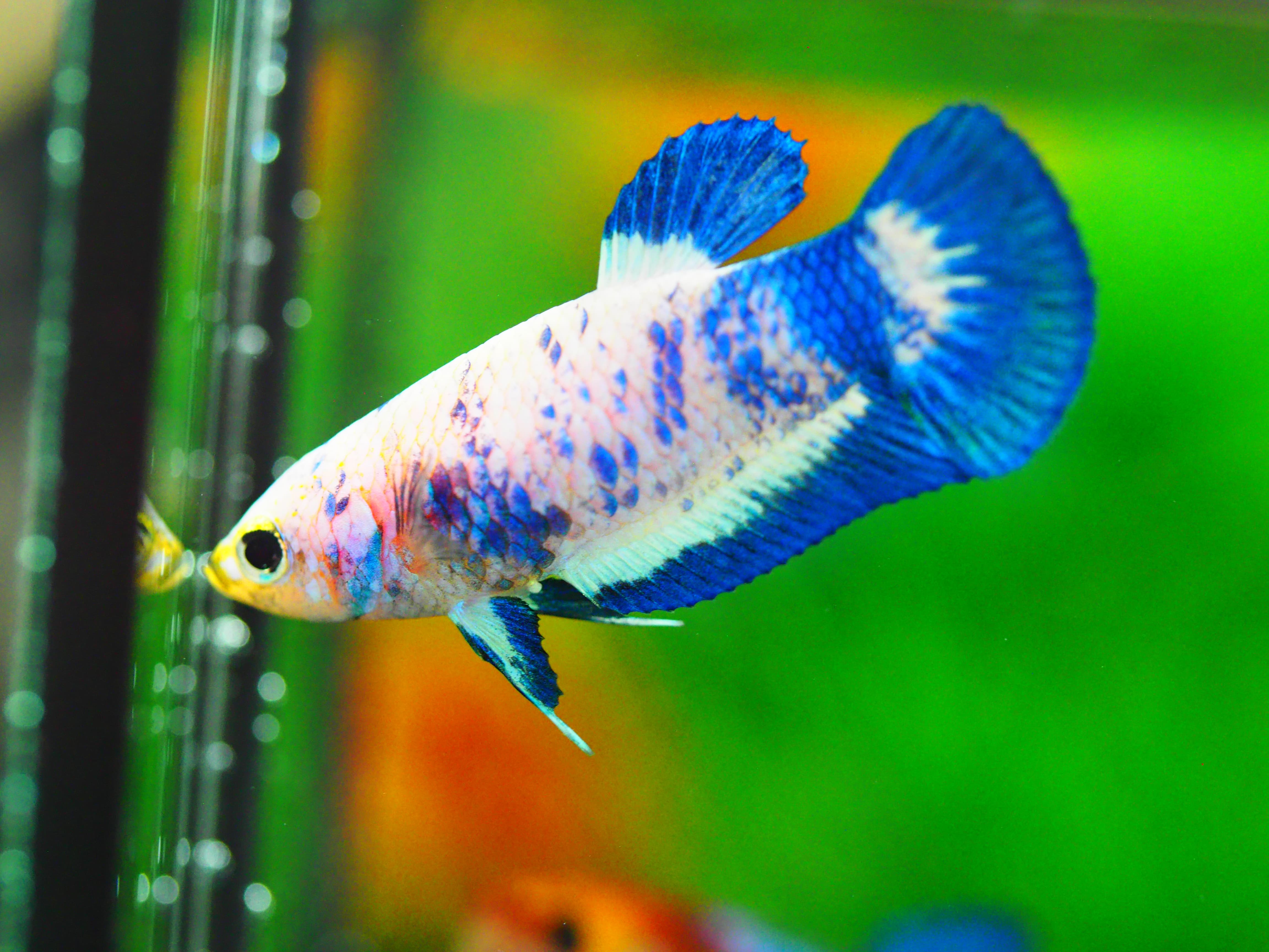 HMPK FANCY FEMALE GRADE A +++