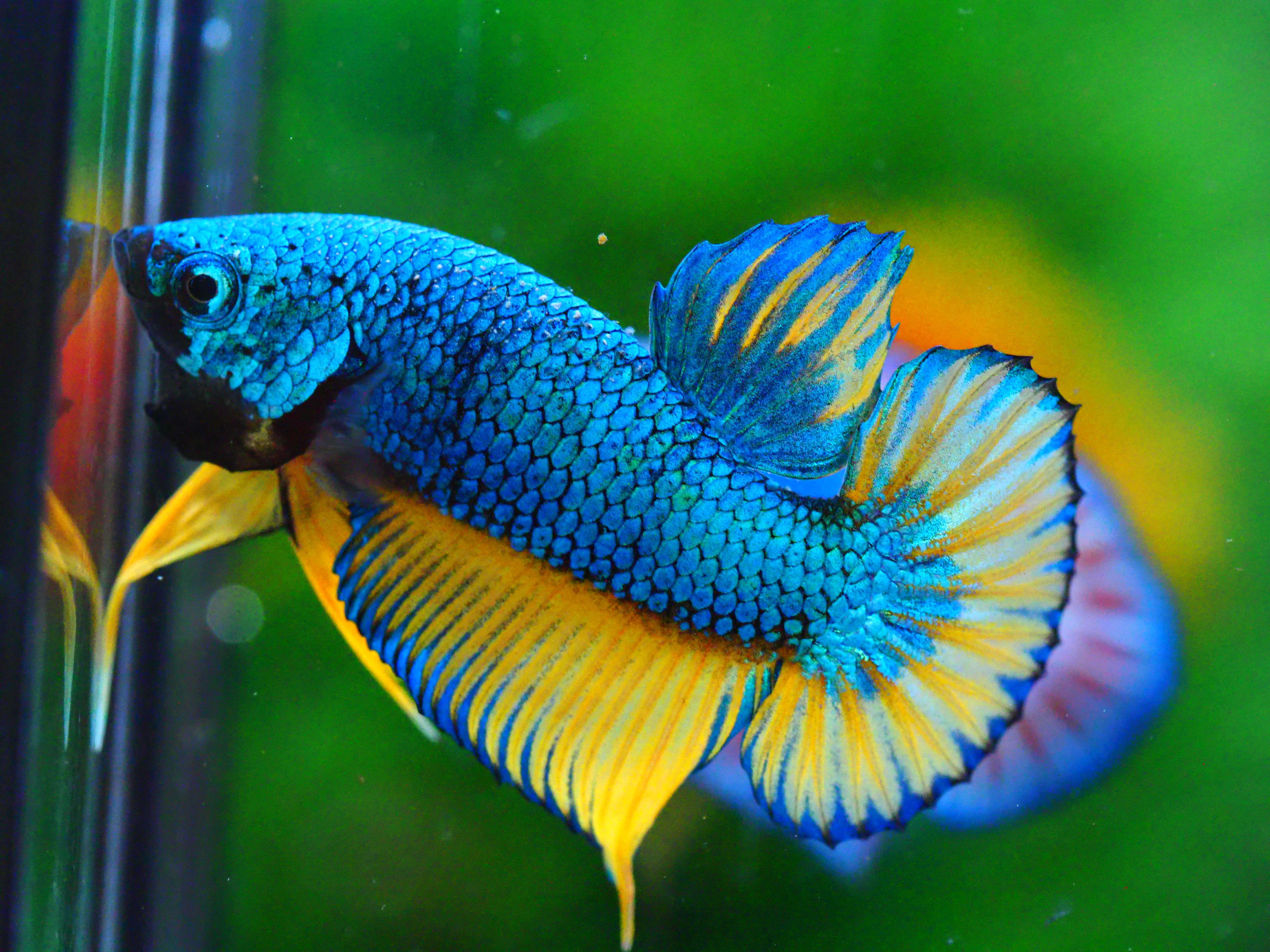 HMPK FANCY MALE GRADE A +++