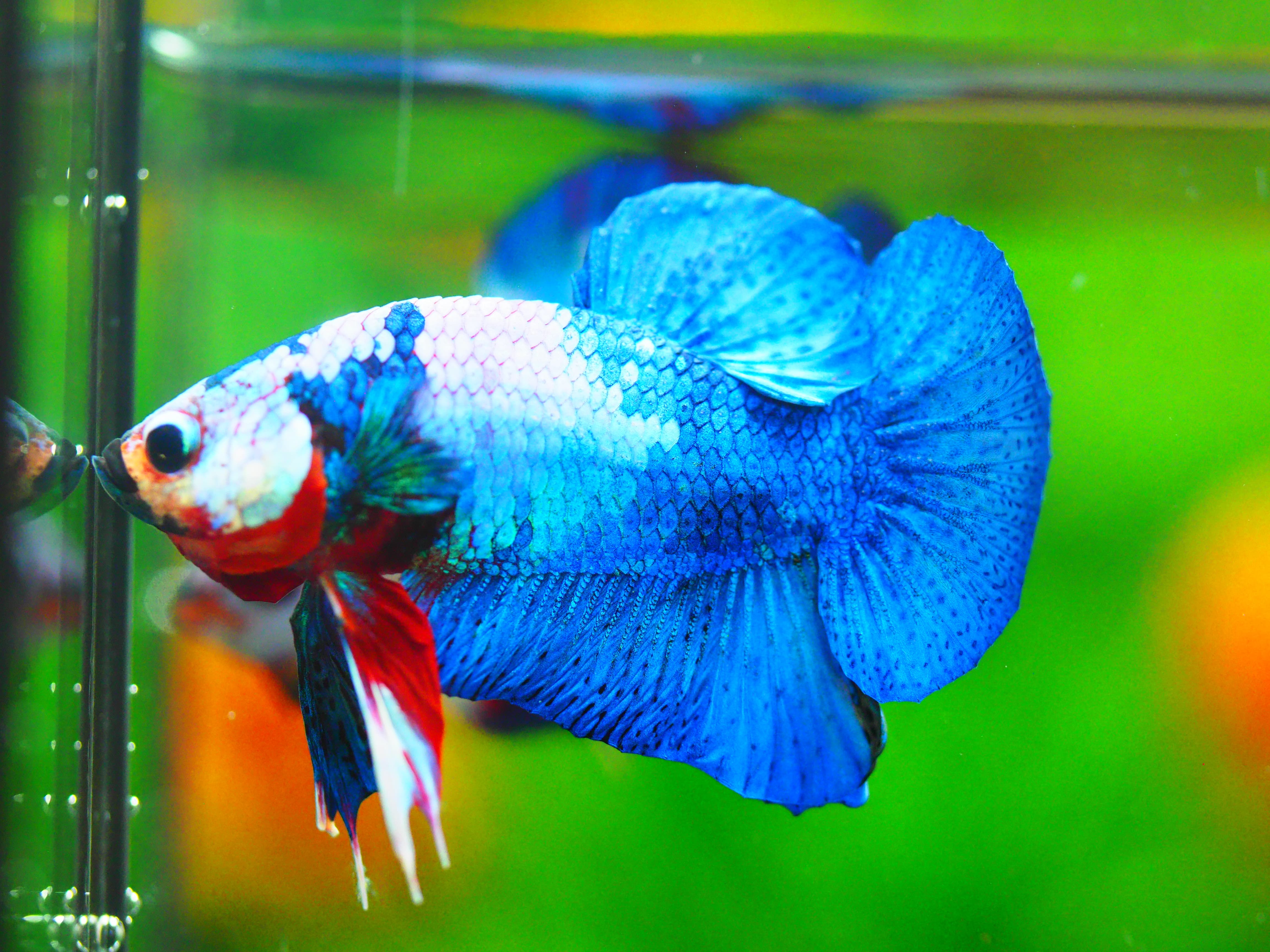 HMPK KOI FANCY MALE GRADE A +++