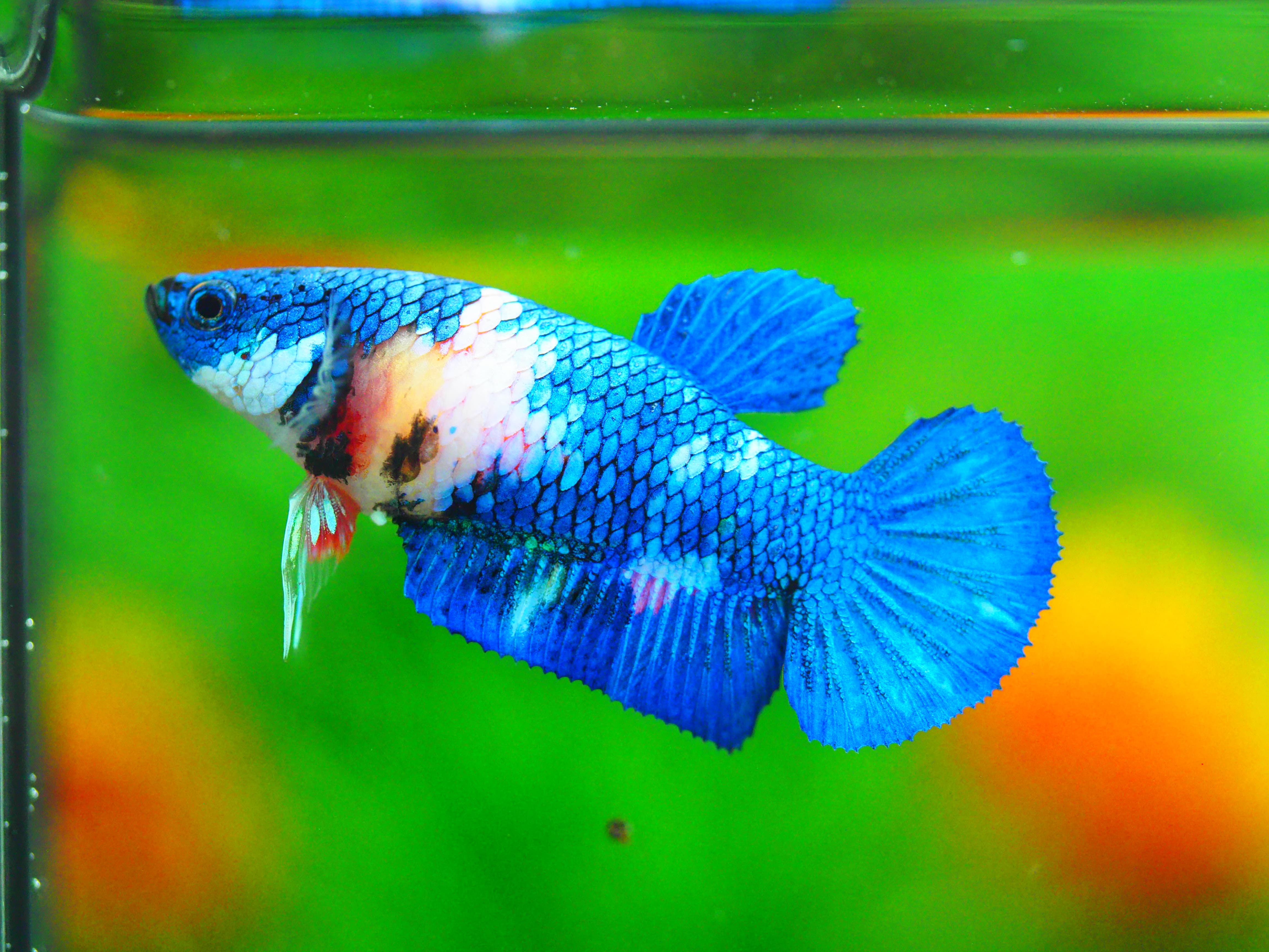 HMPK KOI GALAXY FEMALE GRADE A +++