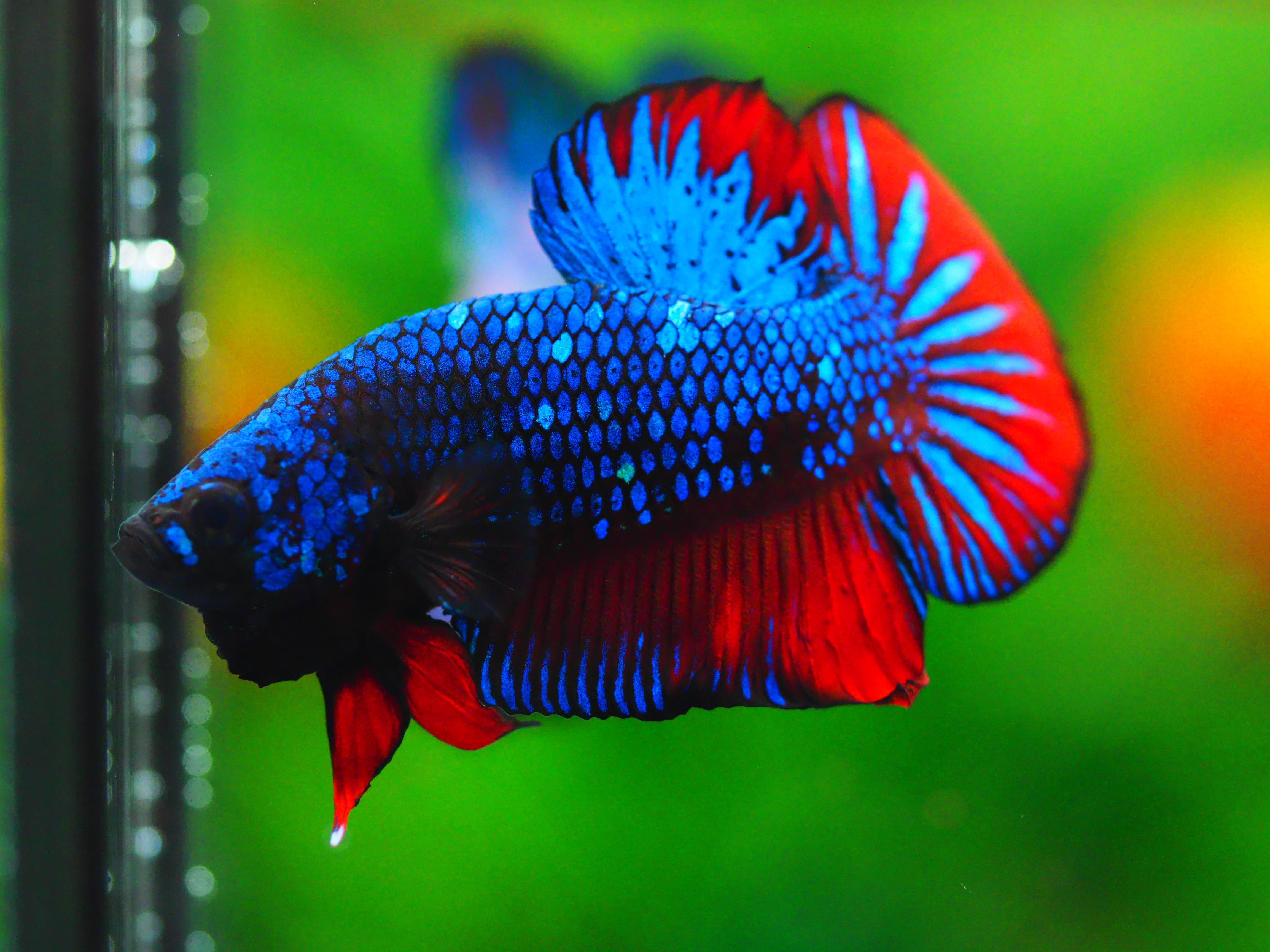 HMPK FANCY MALE GRADE A +++