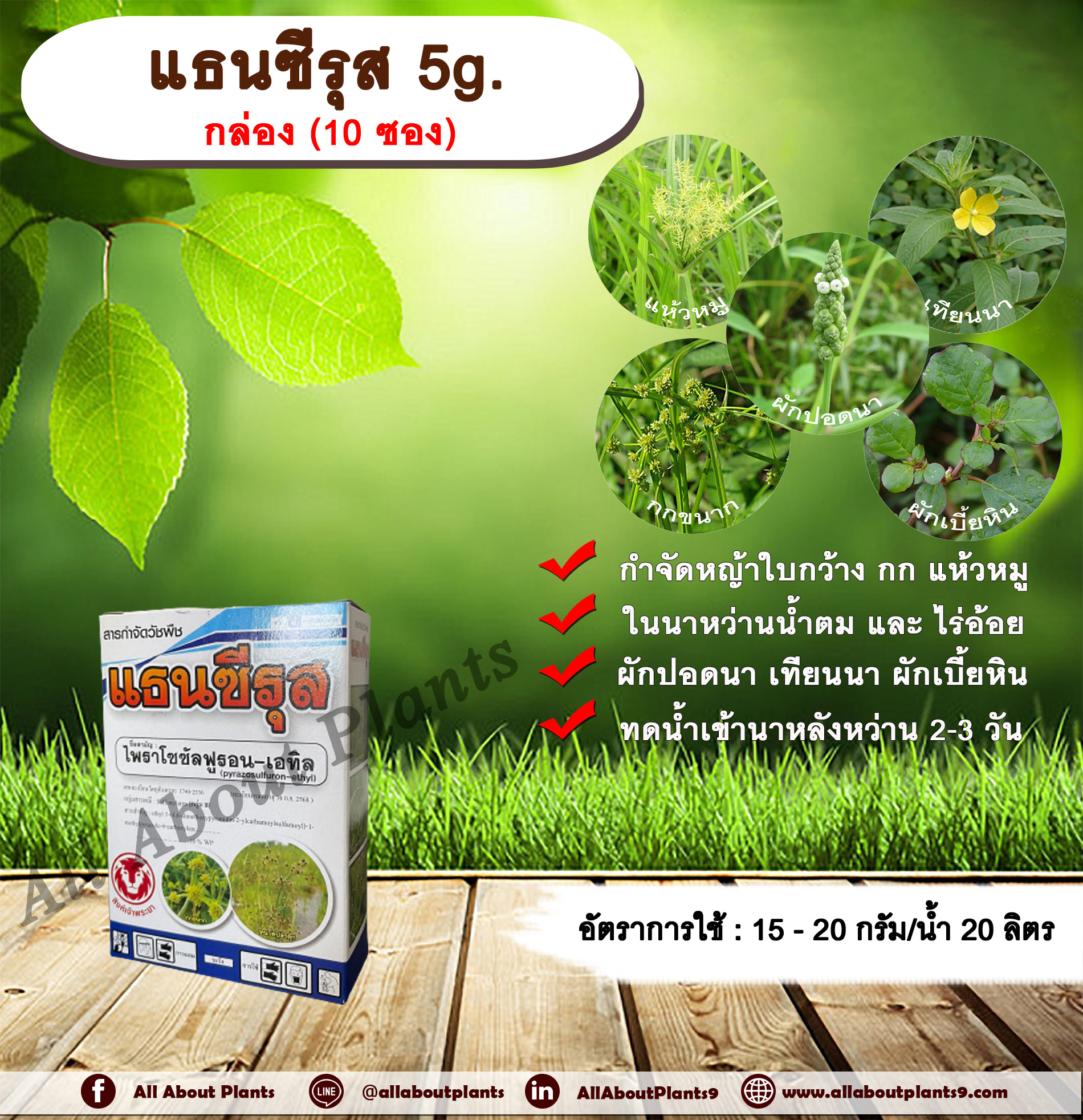 แธนซีรุส 5g. 1 กล่อง (10 ซอง) ไพราโซซัลฟูรอนเอทิล สารกำจัดวัชพืช ใบกว้าง กก ในนาข้าว อ้อย กำจัดหญ้า แห้วหมู ผักปอดนา เทียนนา ผักเบี้ยหิน ประเภทกก กกขนาก กำจัดหญ้าในนาหว่านน้ำตม ชิ้น