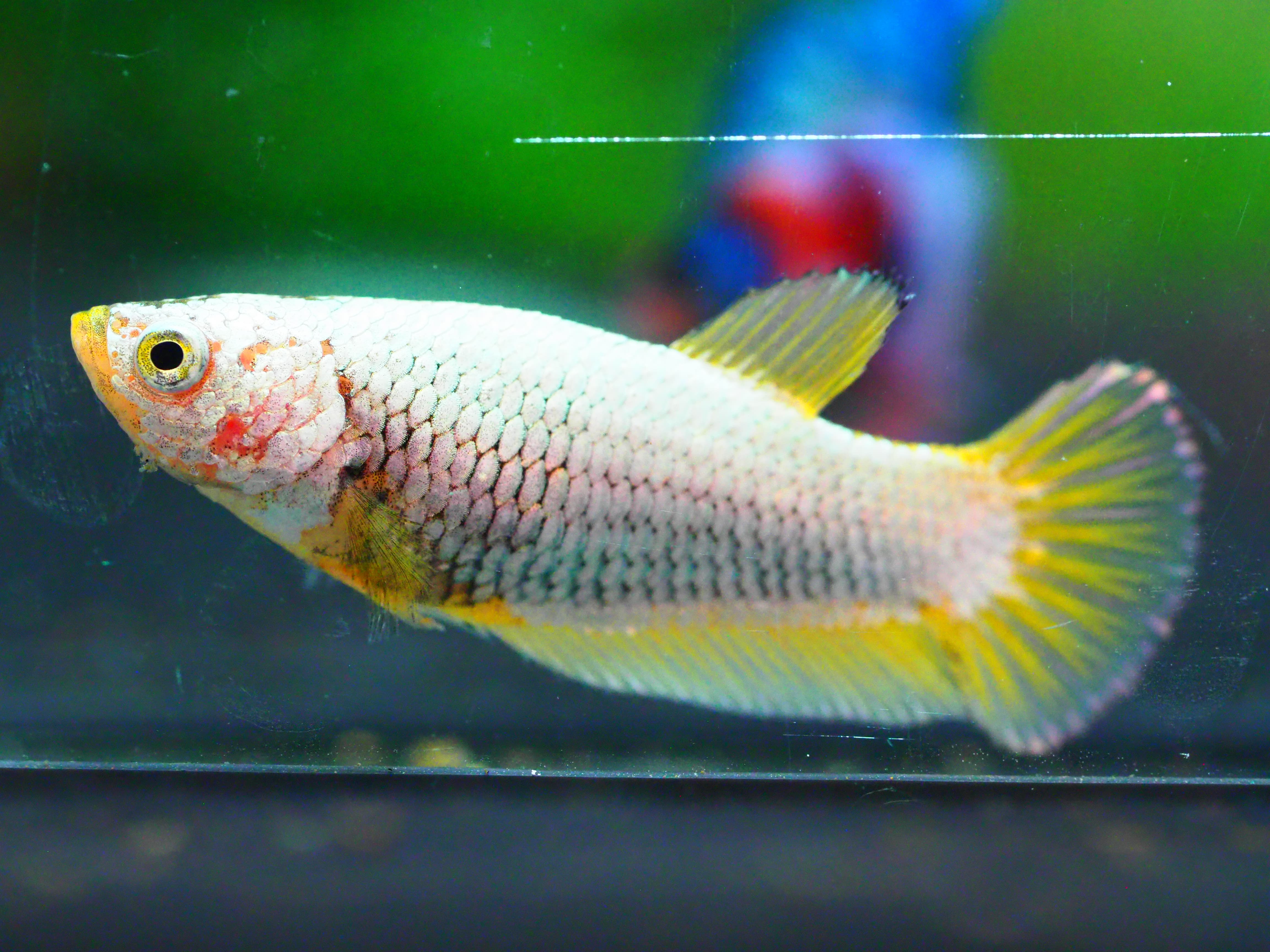 HMPK FANCY FNMALE GRADE A +++