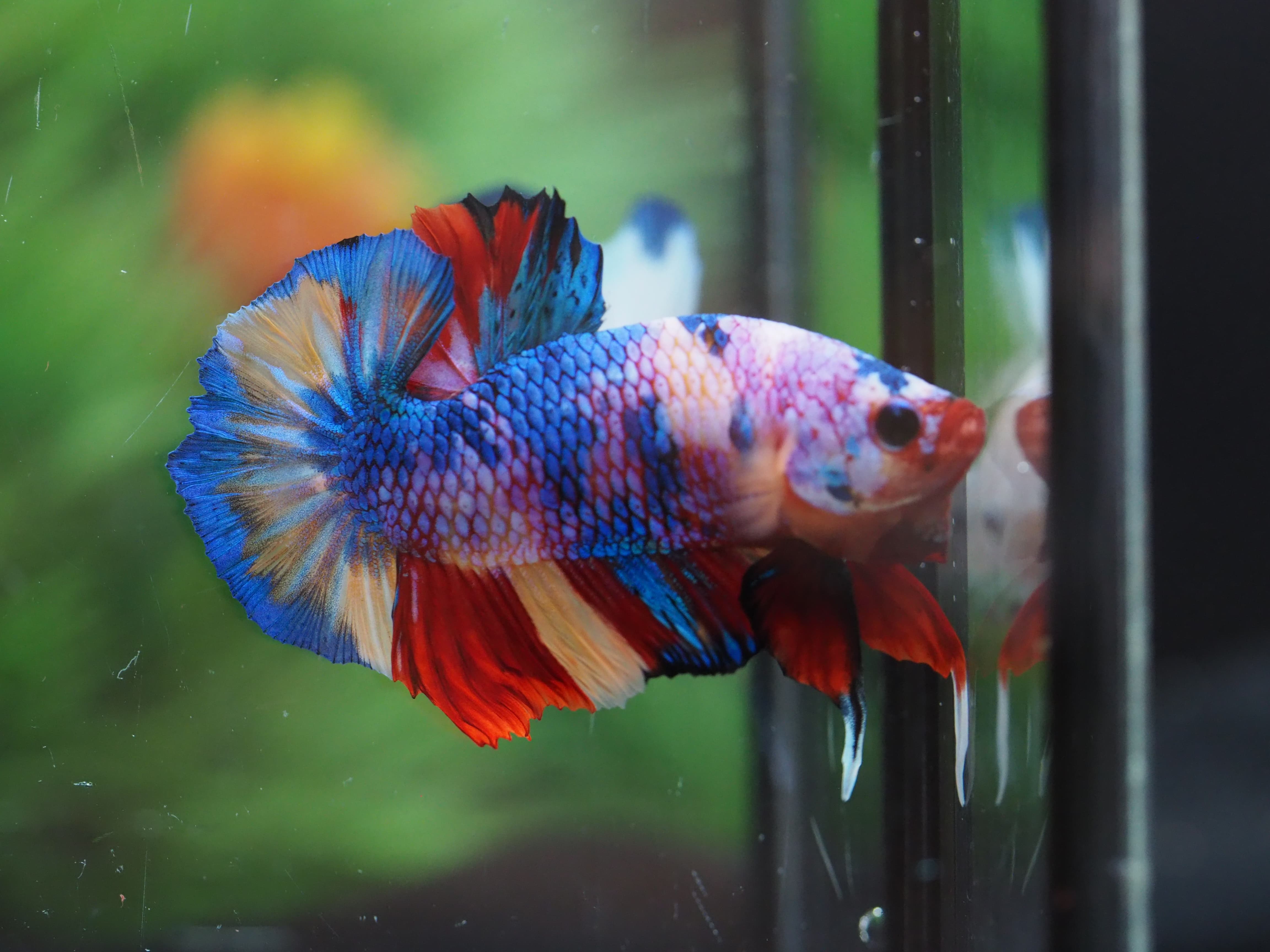 HMPK MUNTICOLOR MALE GRADE A+++