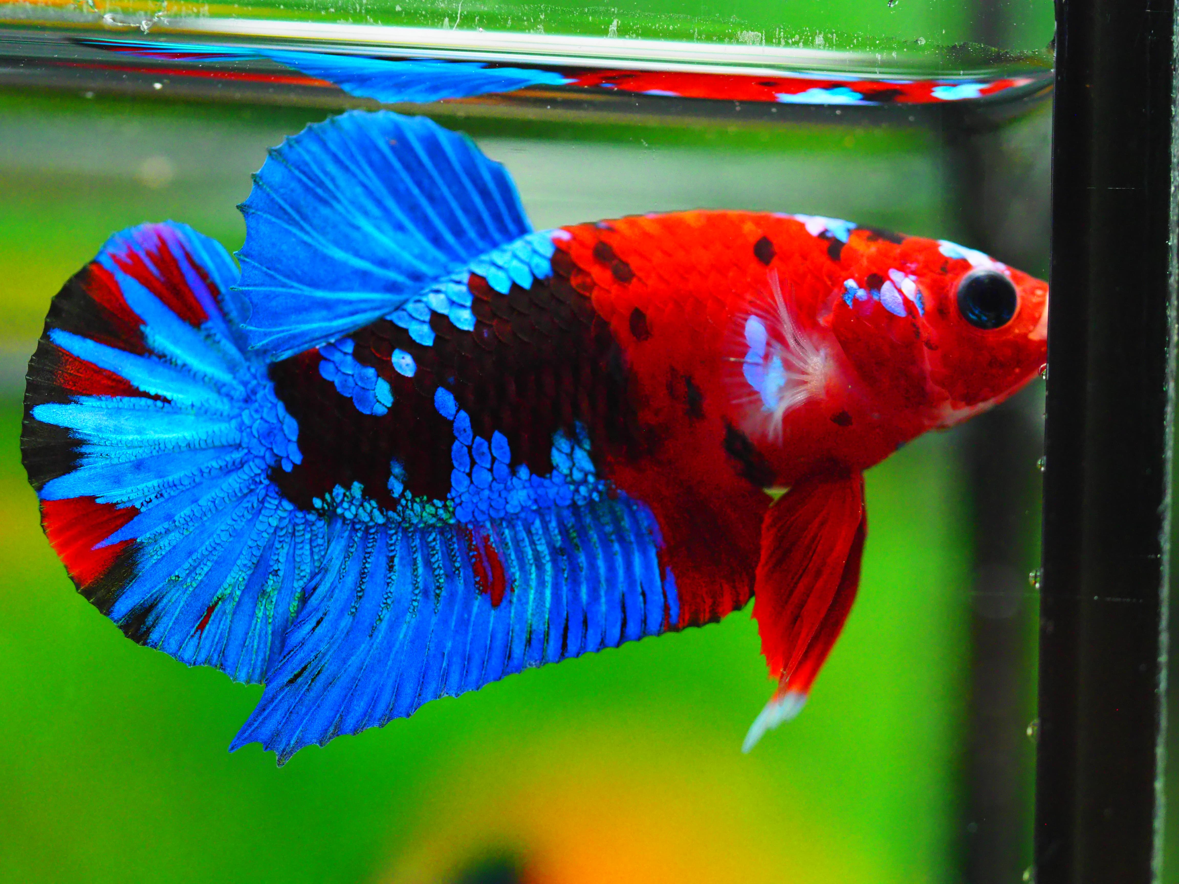 HMPK KOI GALAXY MALE GRADE A +++