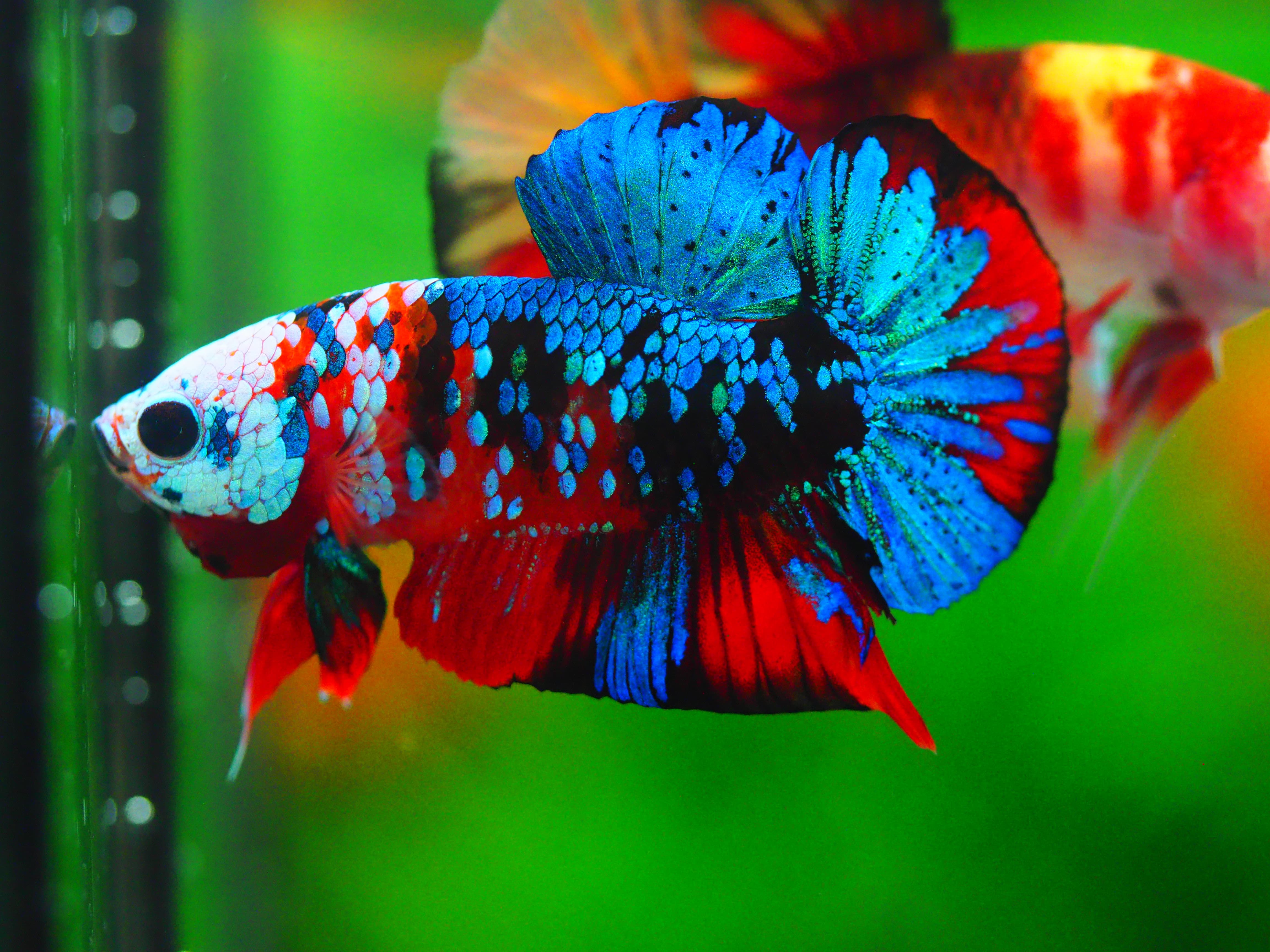 HMPK KOI GALAXY MALE GRADE A +++