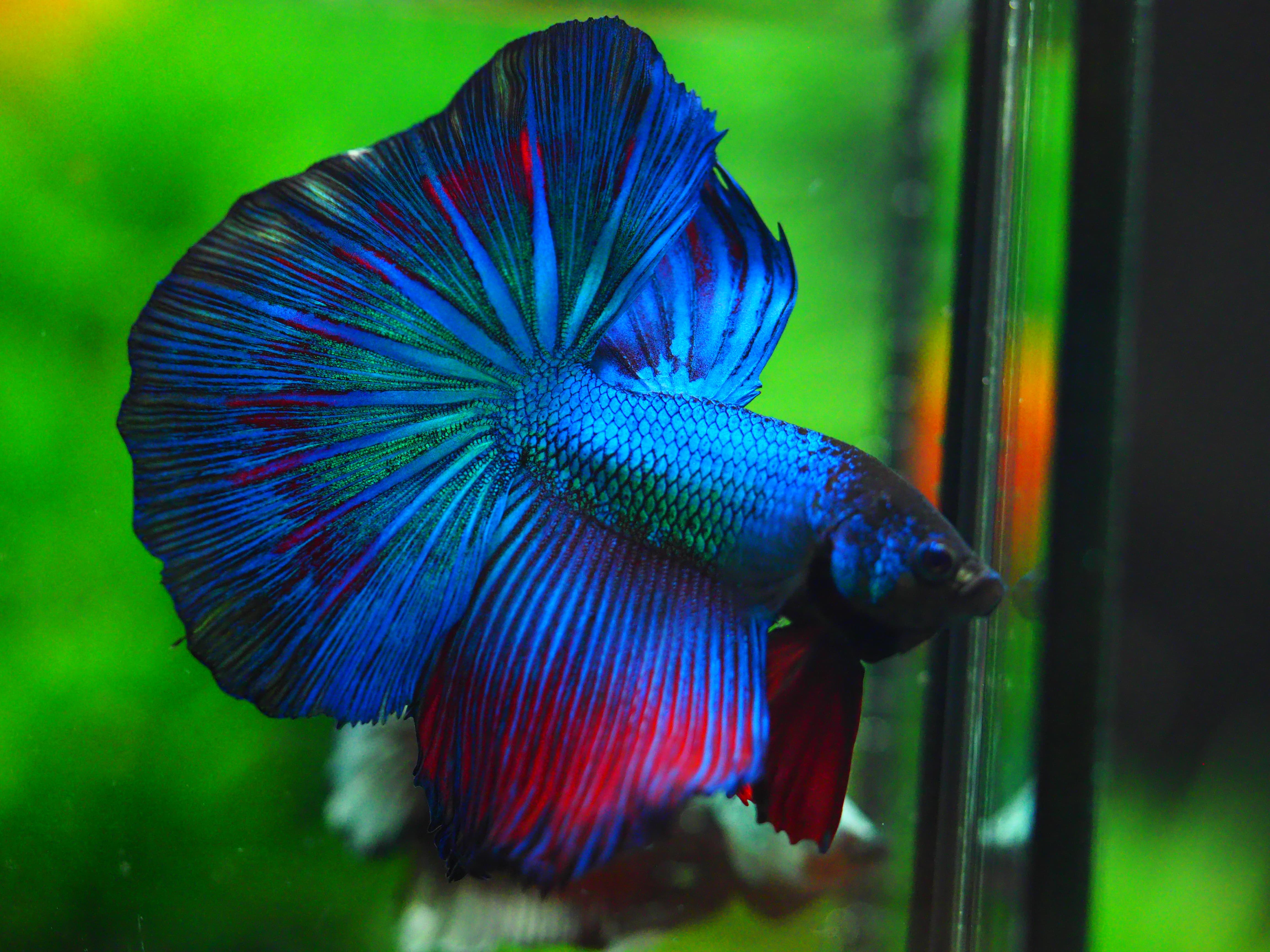 HM FANCY MALE GRADE A +++