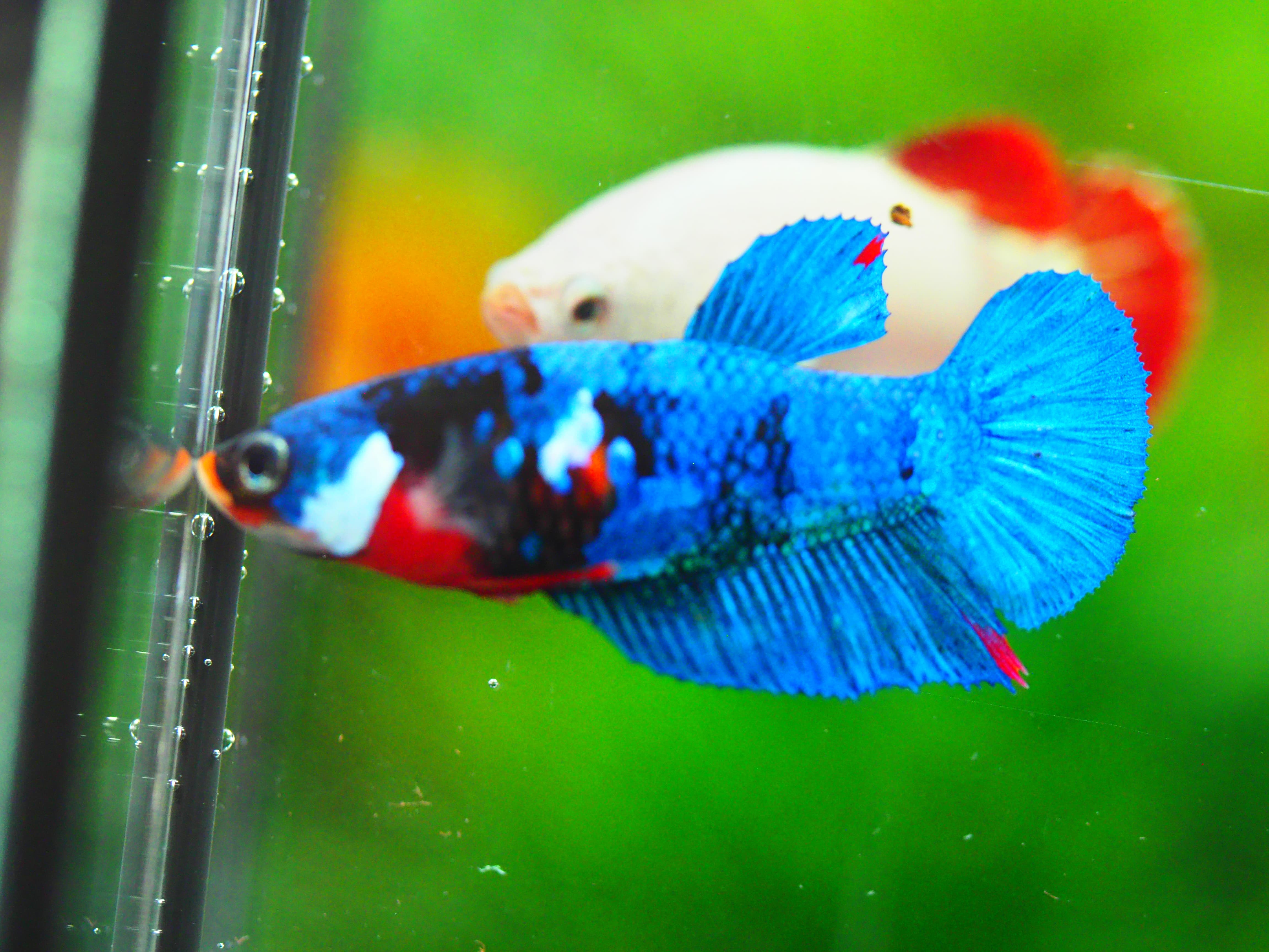 HMPK KOI GALAXY FEMALE GRADE A +++