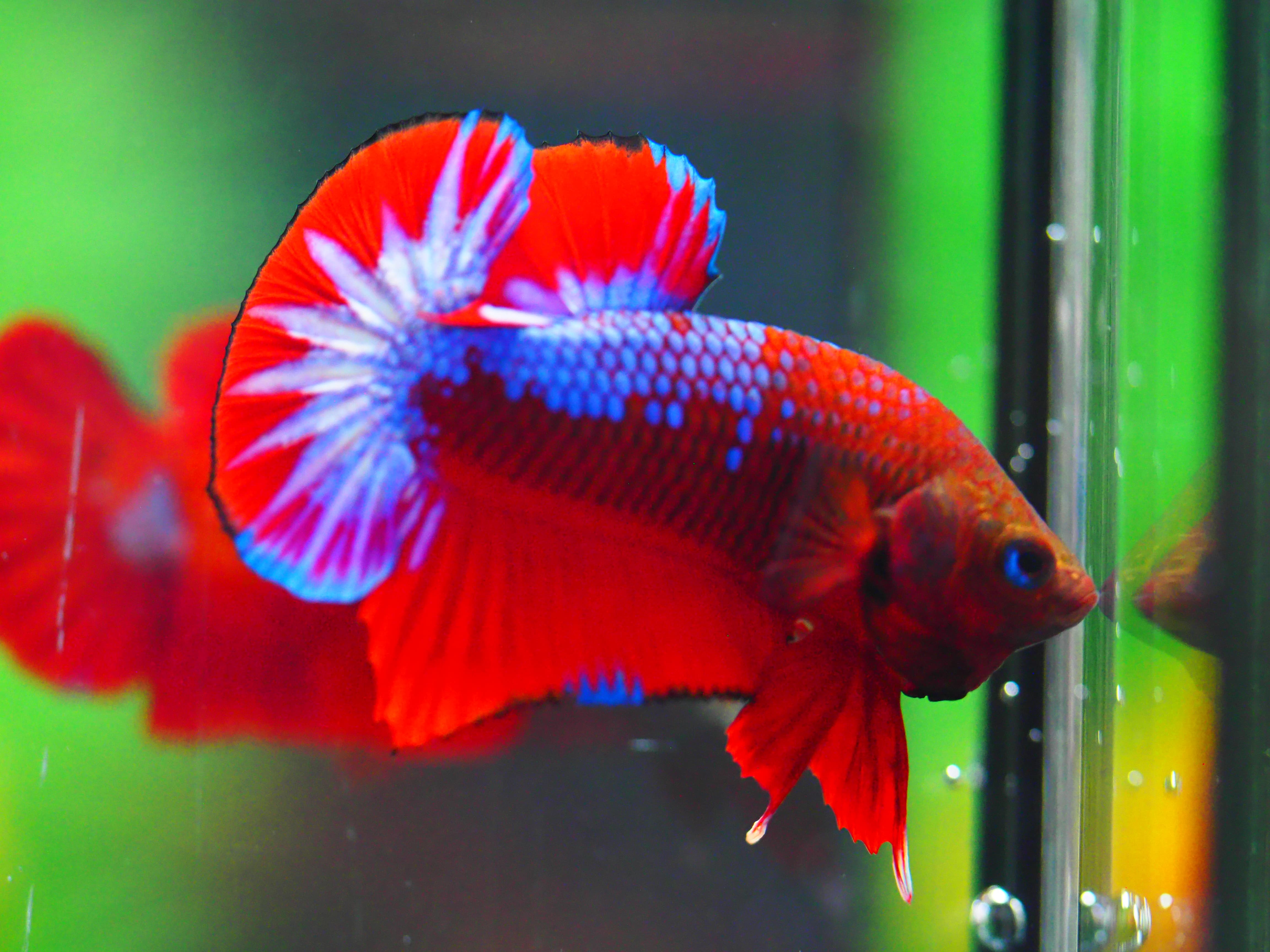 HMPK FANCY MALE GRADE A +++