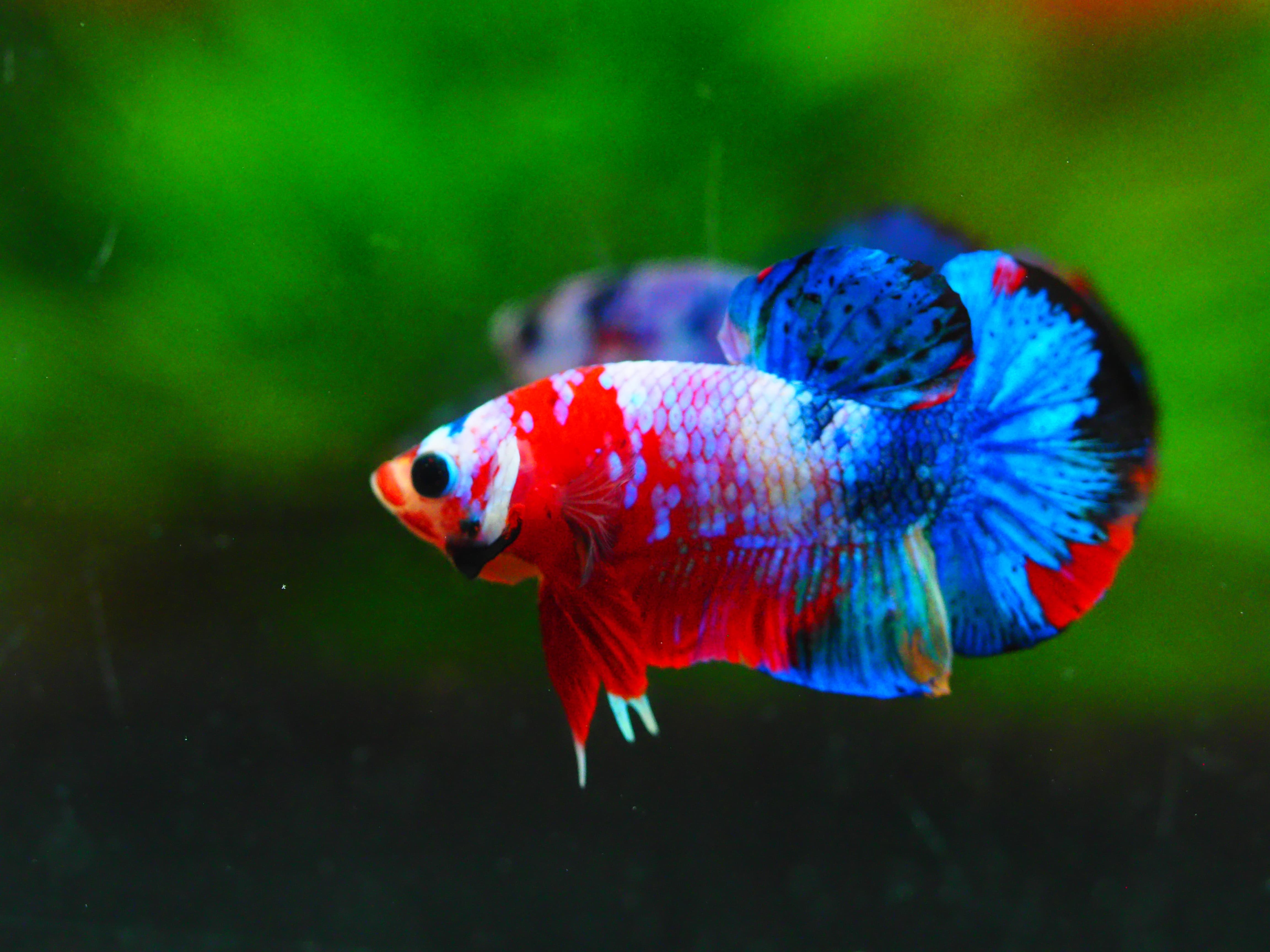 HMPK KOI GALAXY MALE GRADE A +++