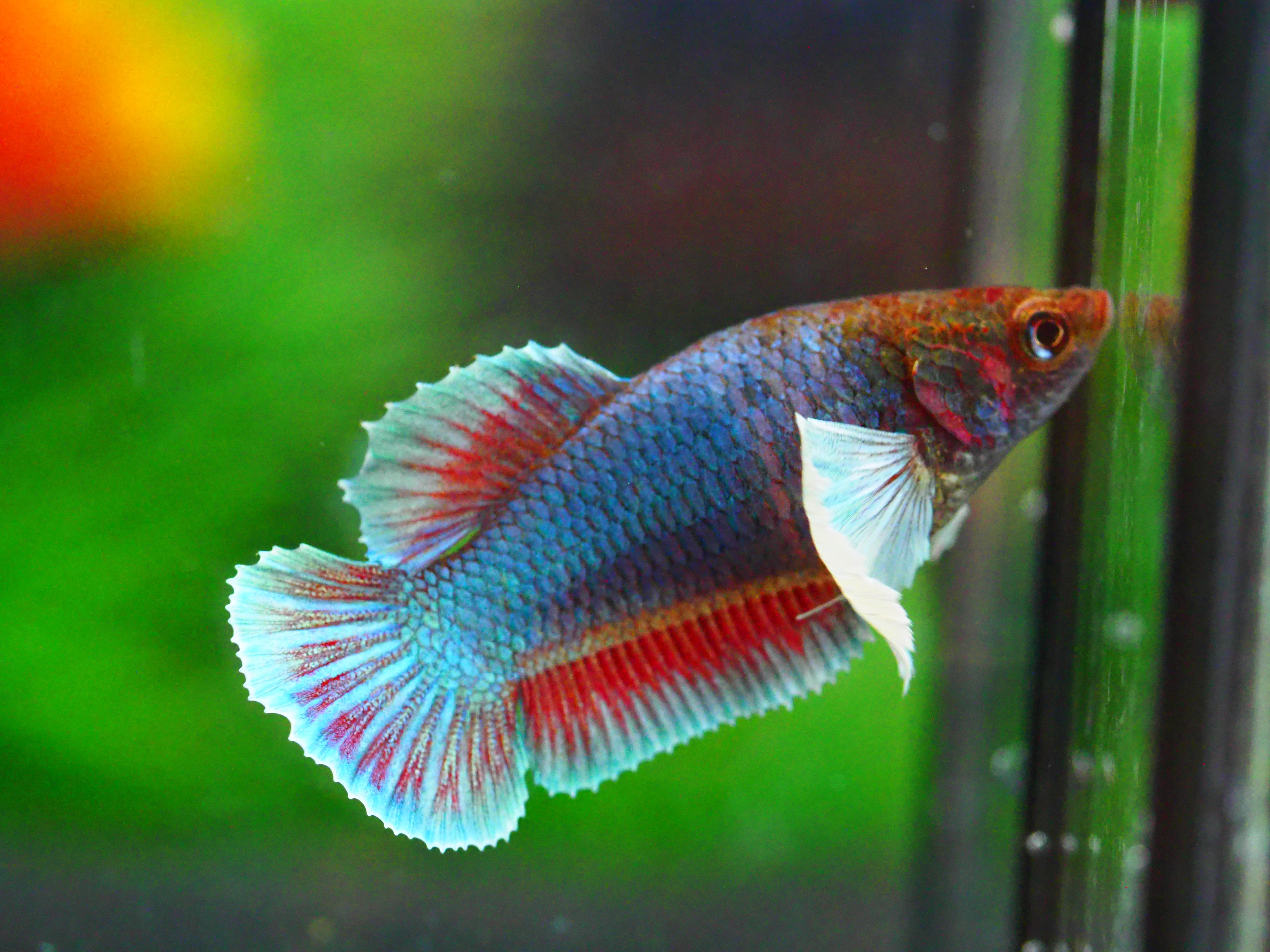 HMPK DUMBO FNMALE GRADE A +++