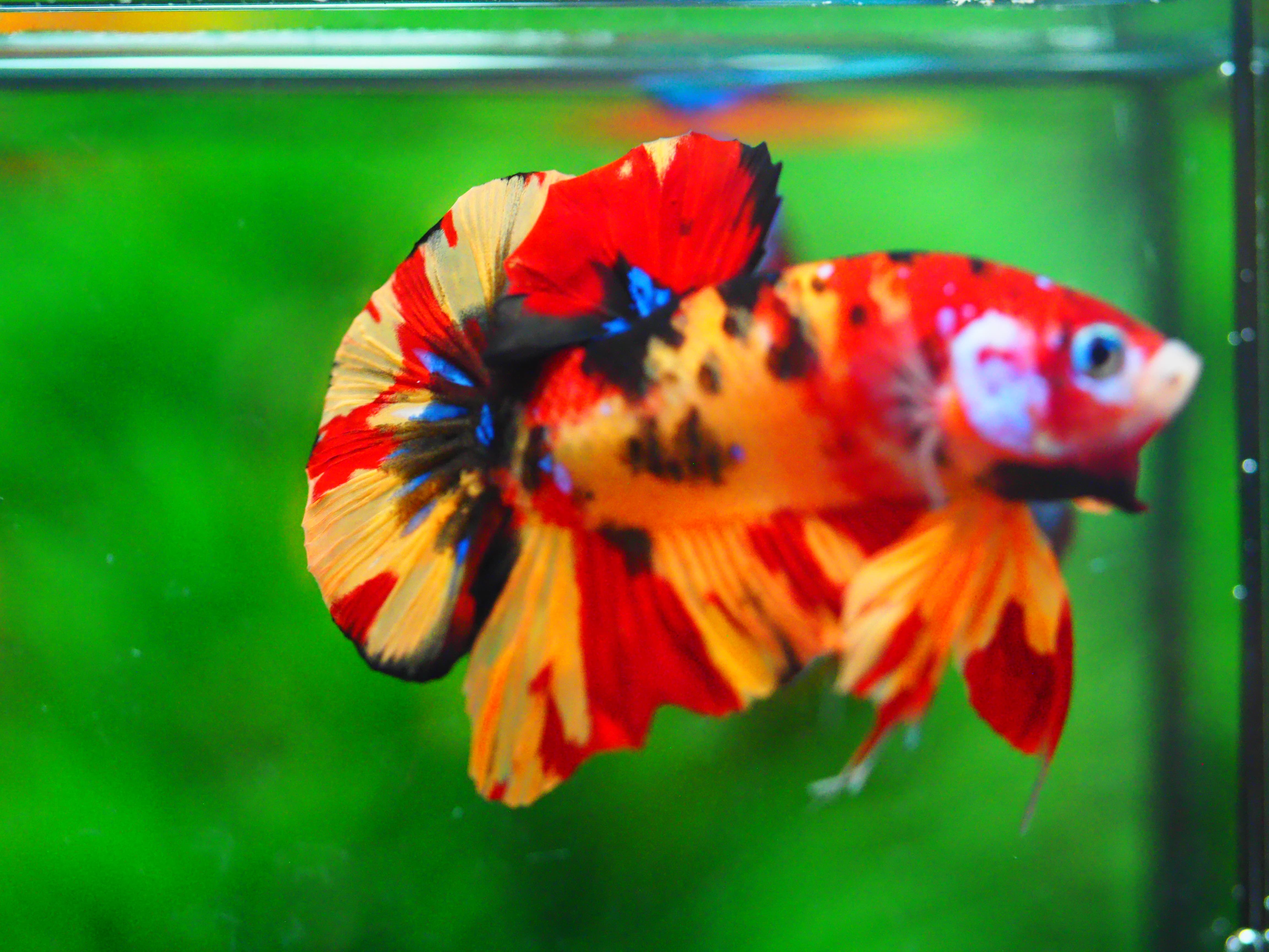 HMPK NEMO MALE GRADE A +++