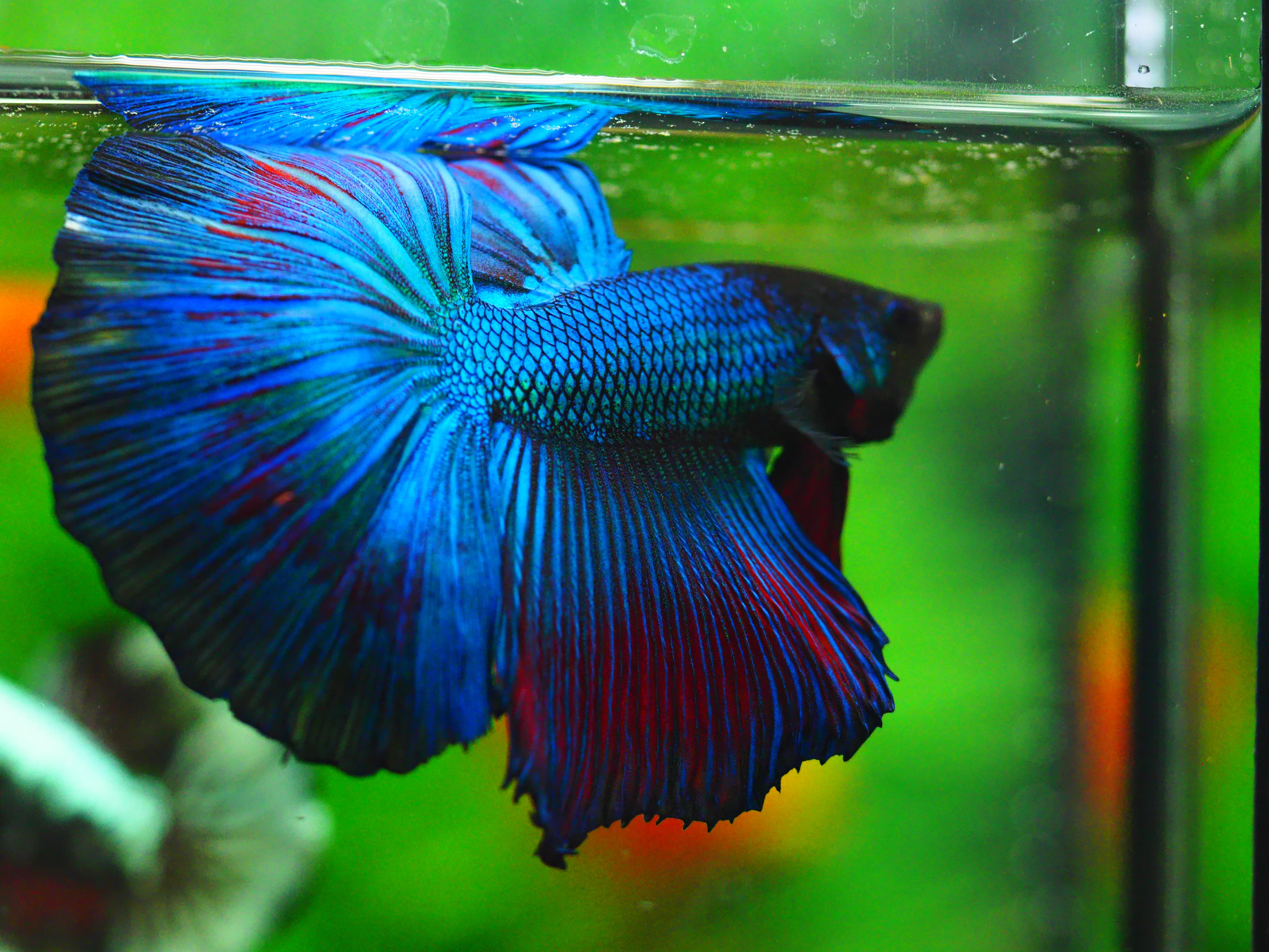 HM FANCY MALE GRADE A +++