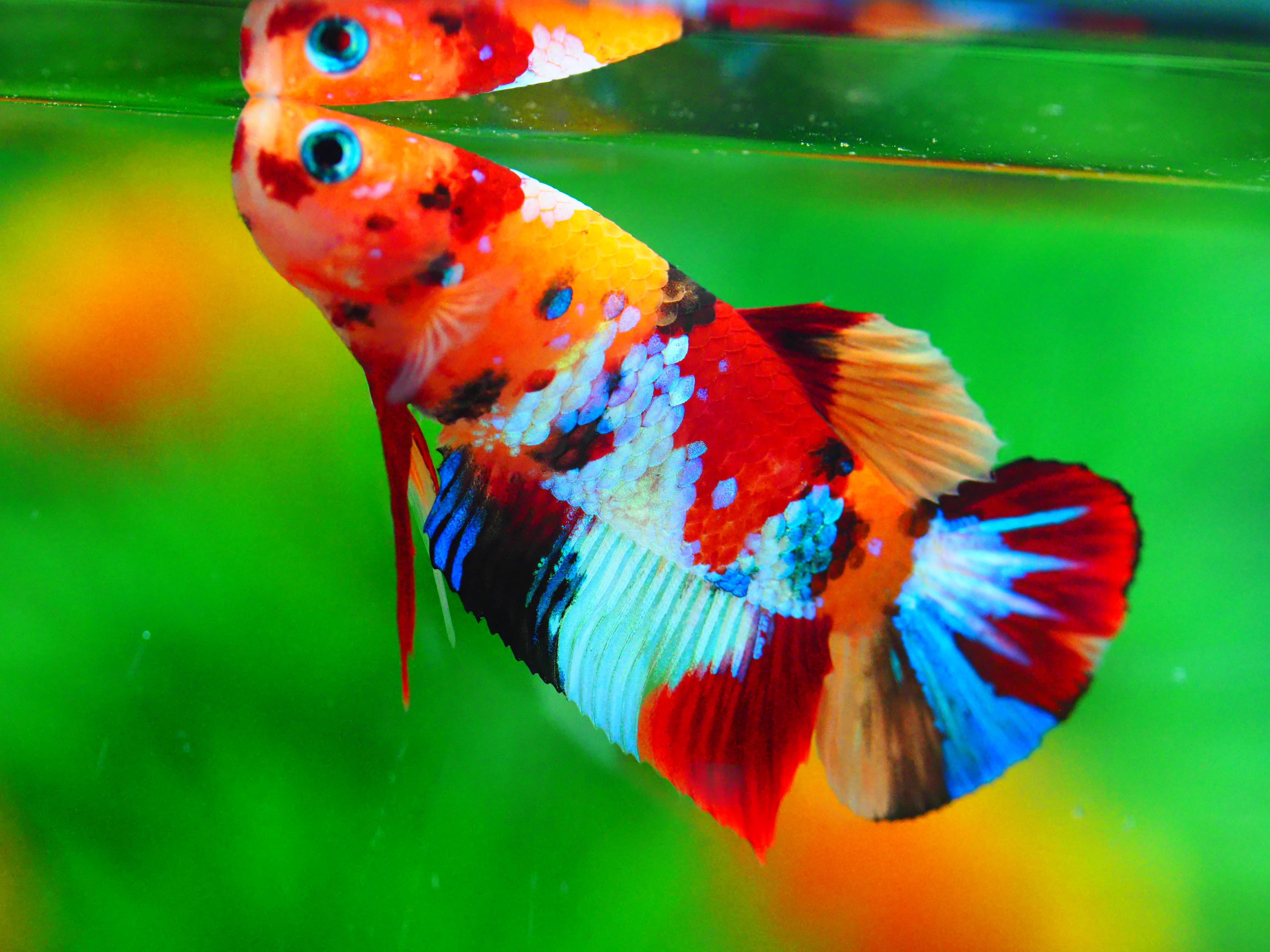 HMPK NEMO GALAXY MALE GRADE A +++