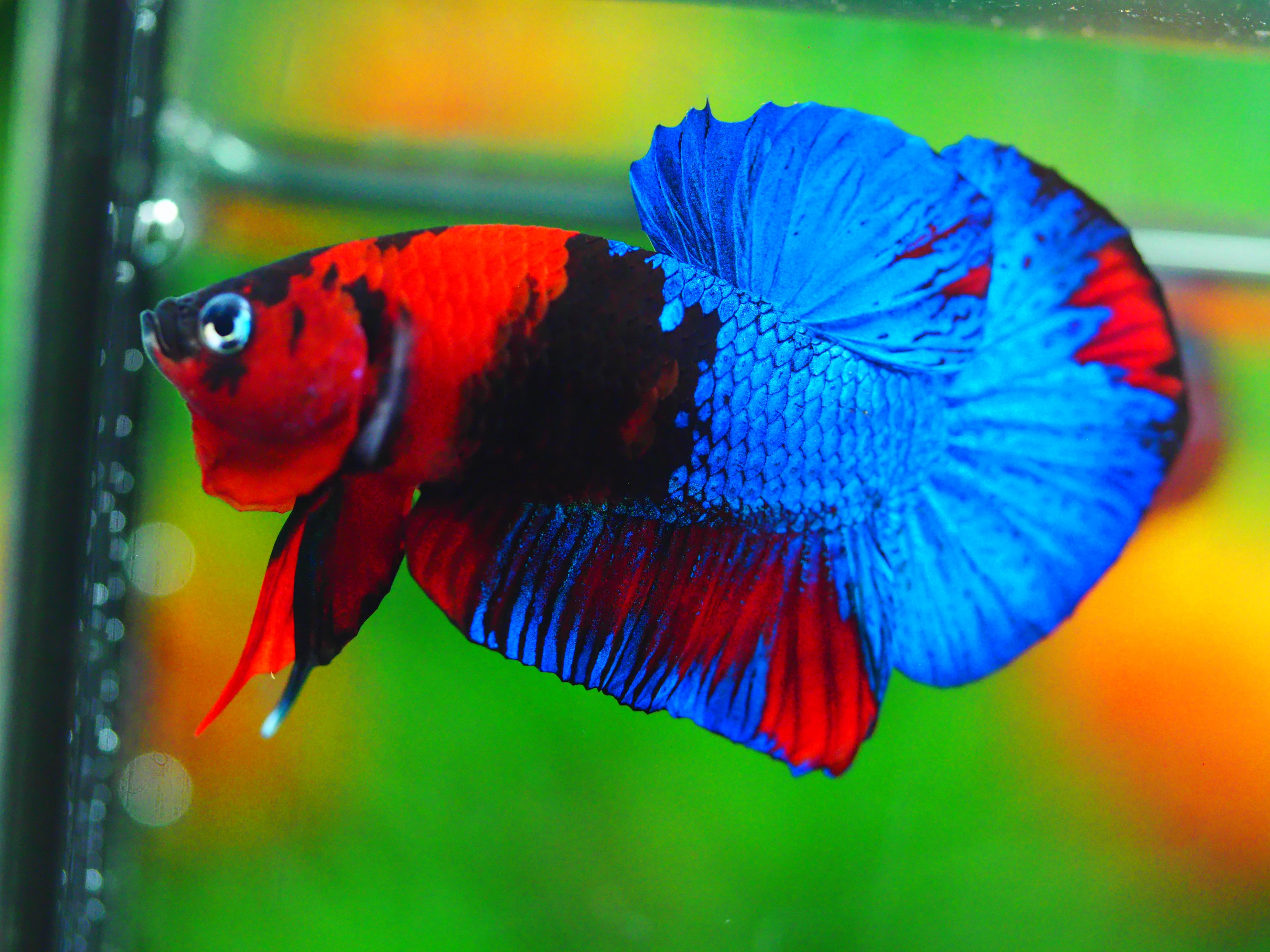 HMPK KOI GALAXY MALE GRADE A +++