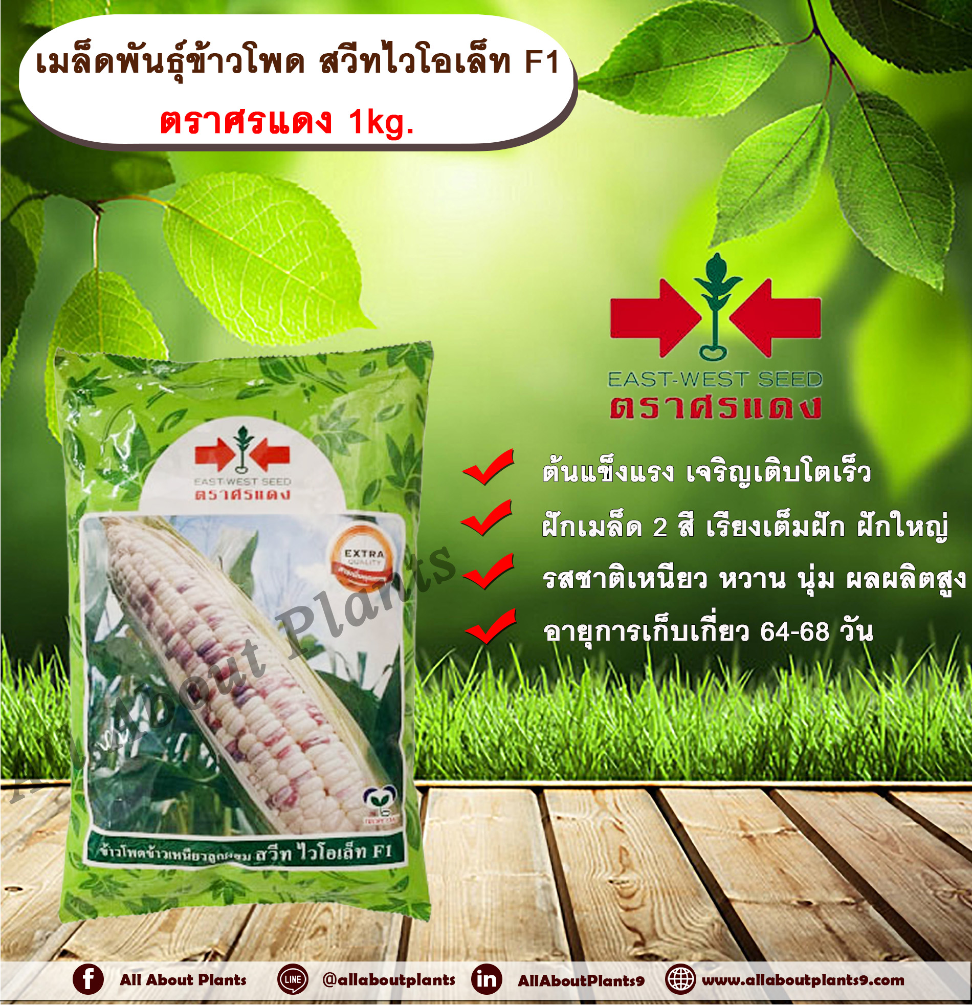เมล็ดพันธุ์ข้าวโพด สวีทไวโอเล็ท F1 ตราศรแดง 1kg. ุถุง