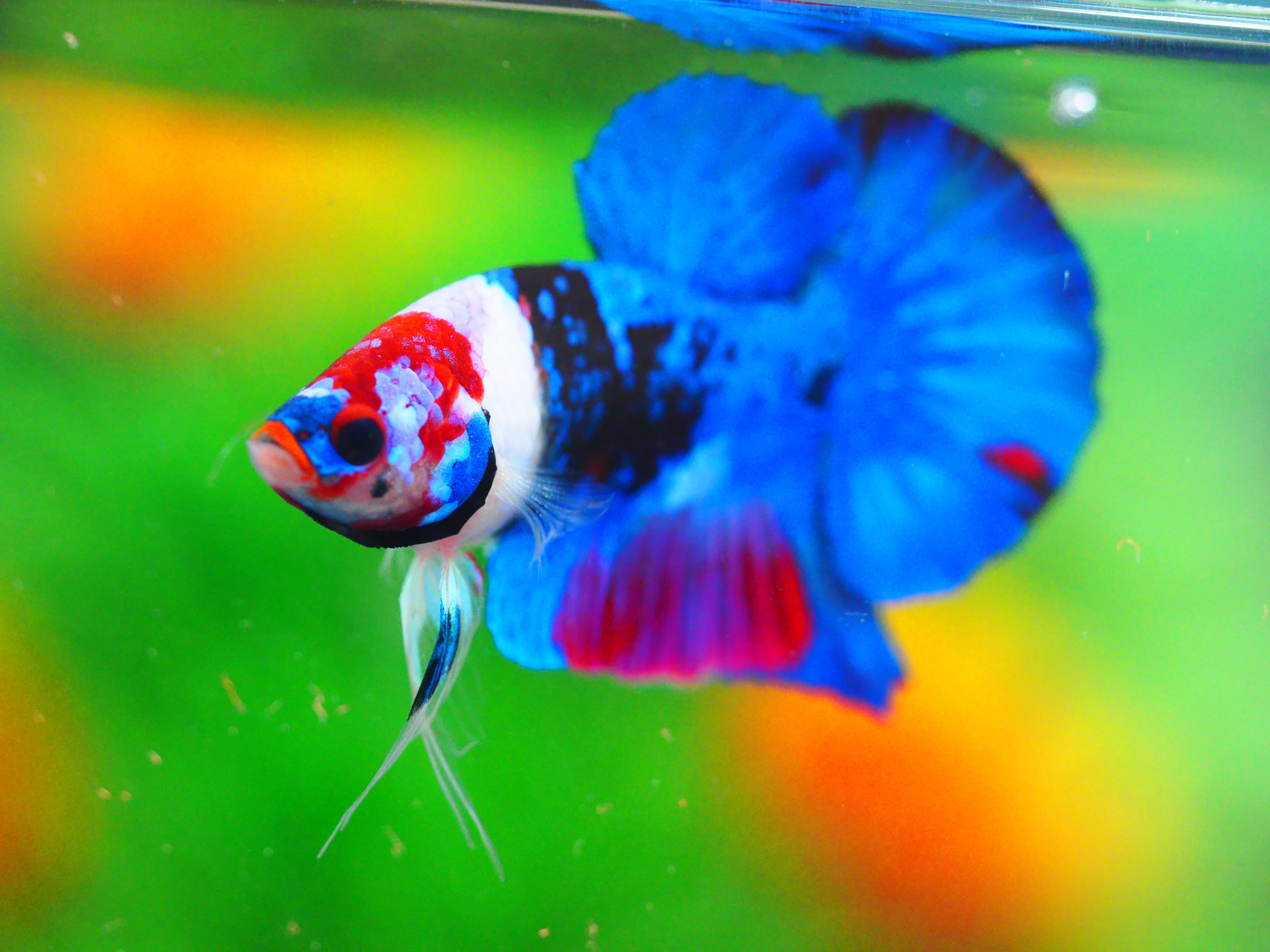 HMPK KOI GALAXY MALE GRADE A +++