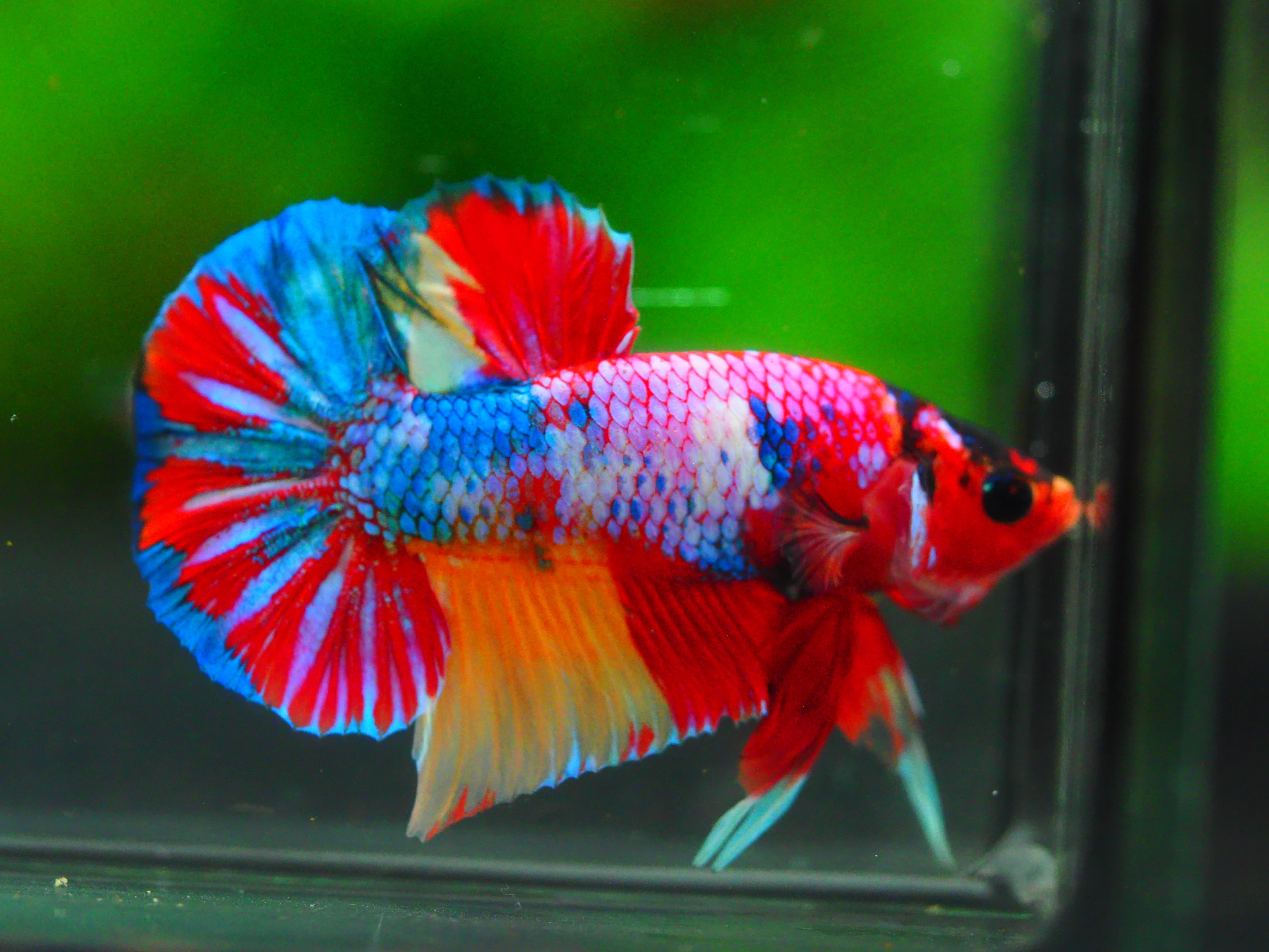 HMPK CANDY MALE GRADE A +++