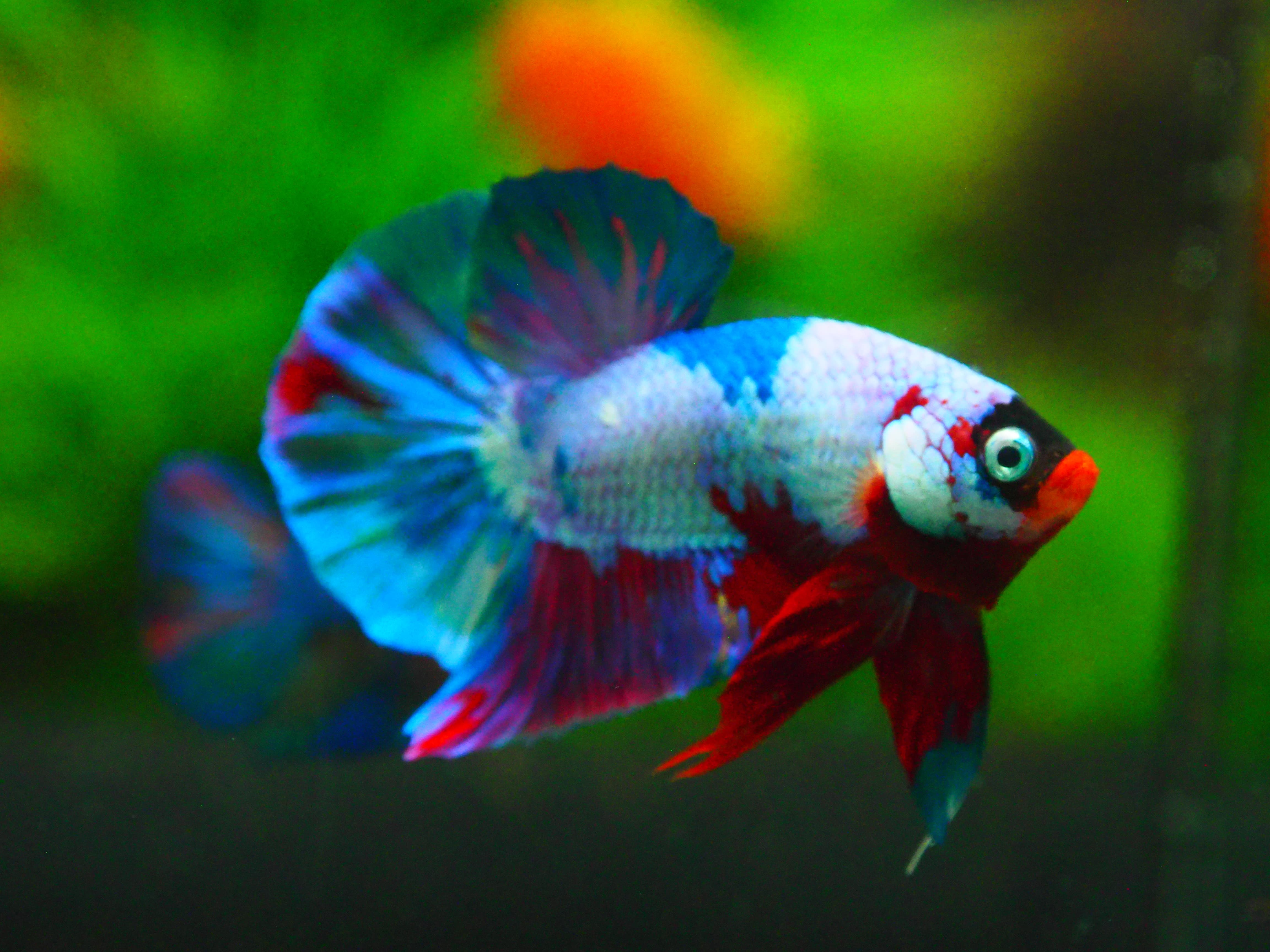 HMPK KOI FANCY MALE GRADE A +++