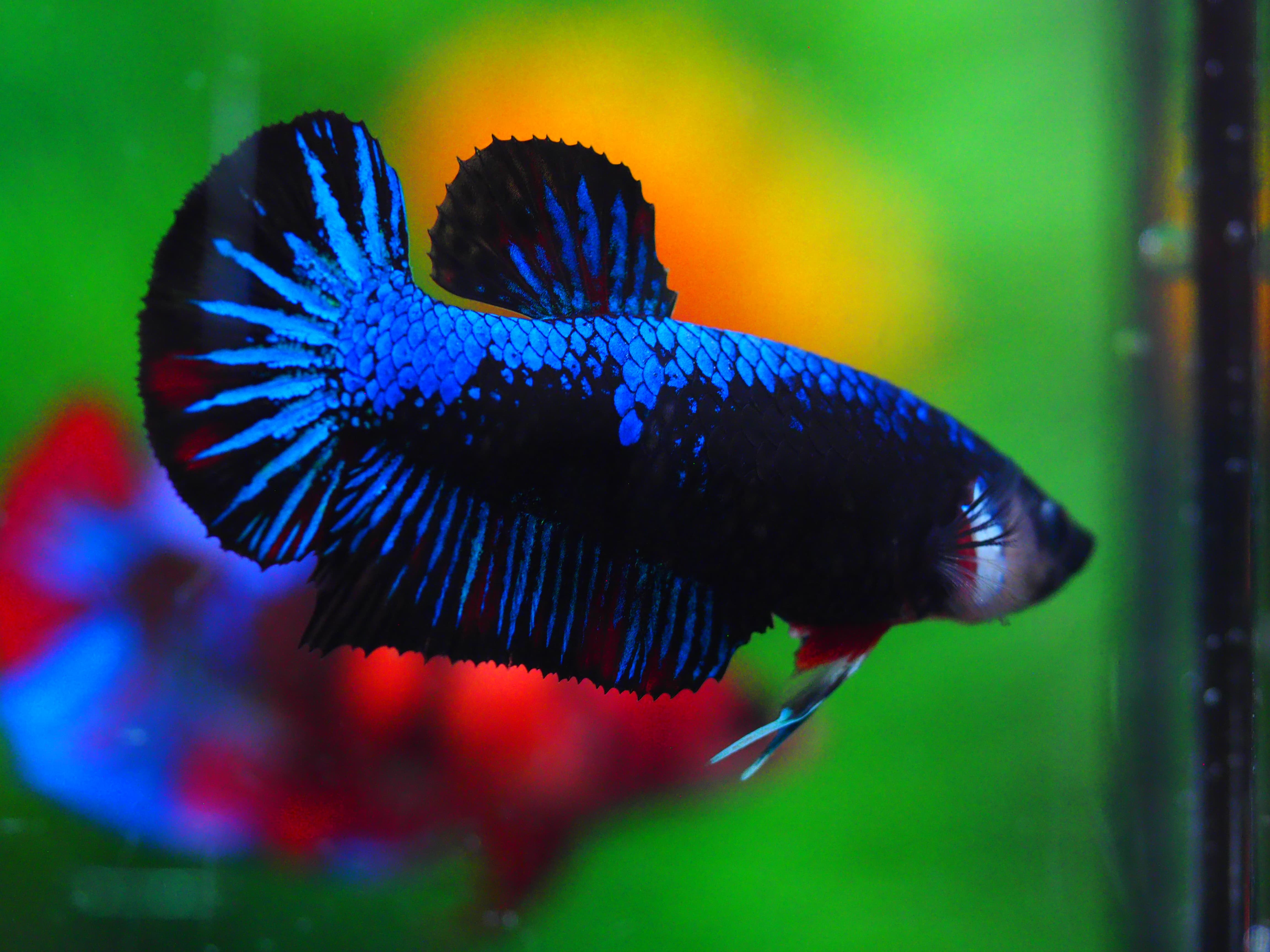HMPK KOI GLAXY GRADE A++ FEMALE