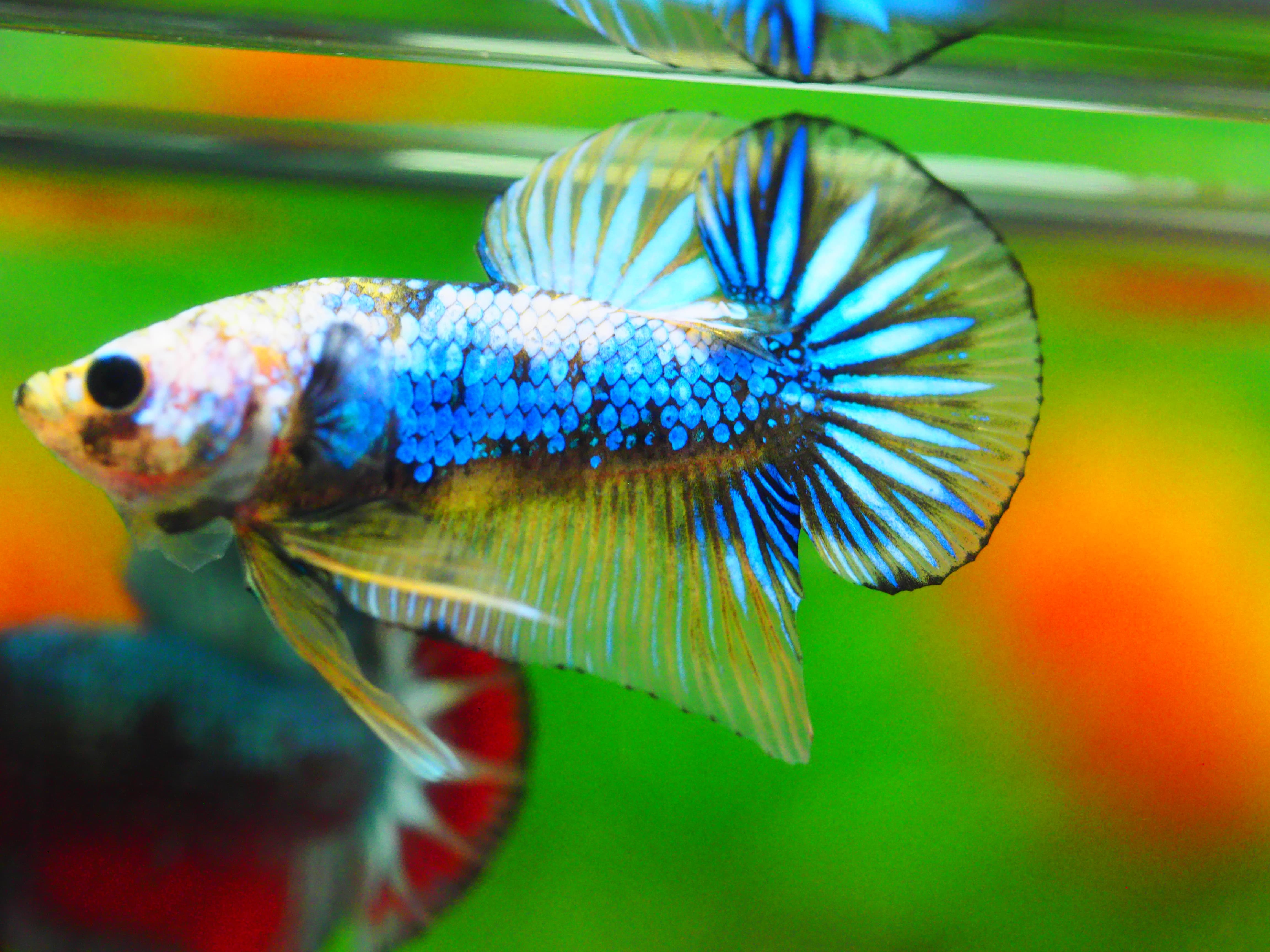 HMPK FANCY MALE GRADE A +++