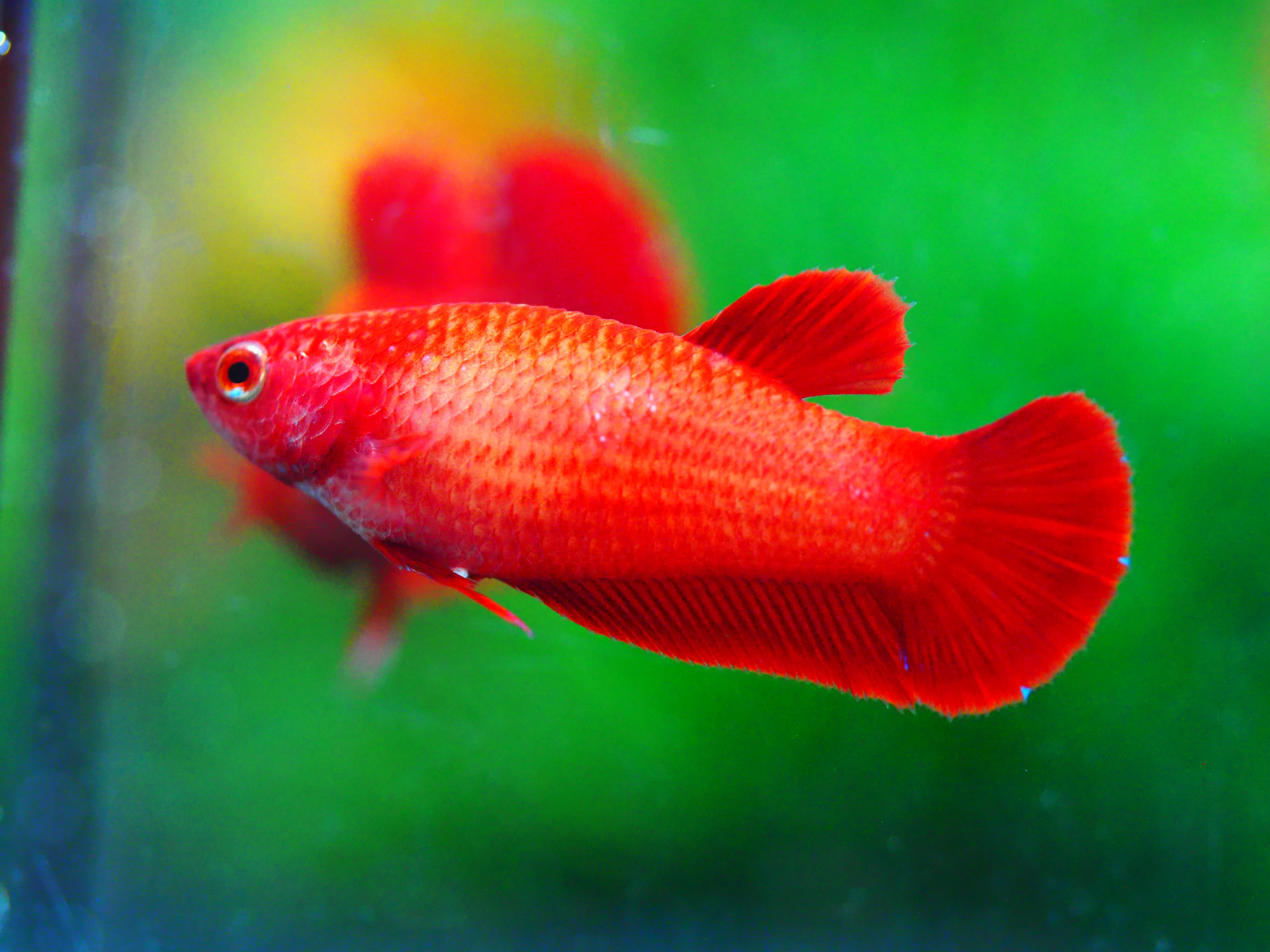 HMPK RED FNMALE GRADE A +++