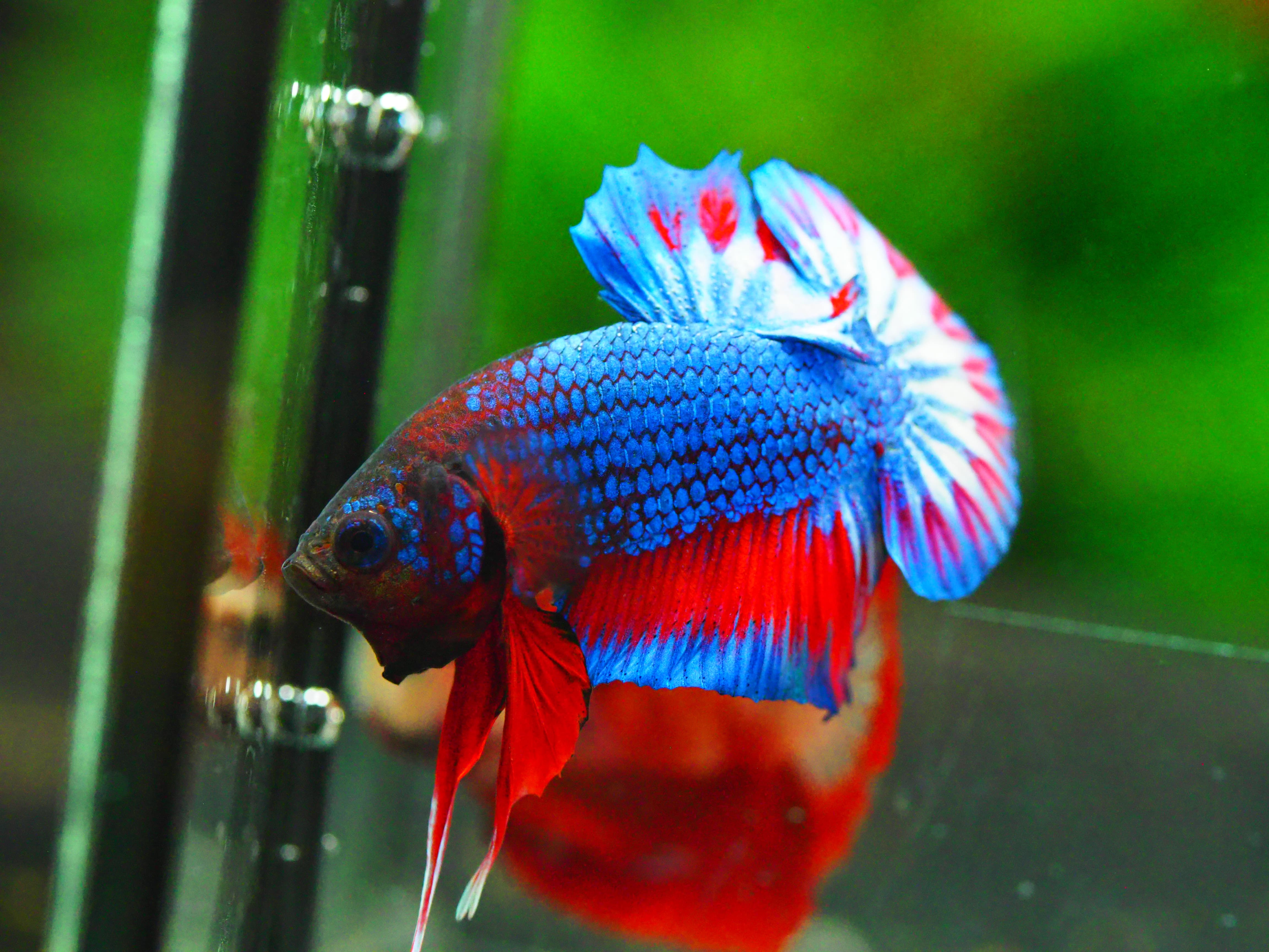 HMPK THAILAND MALE GRADE A +++