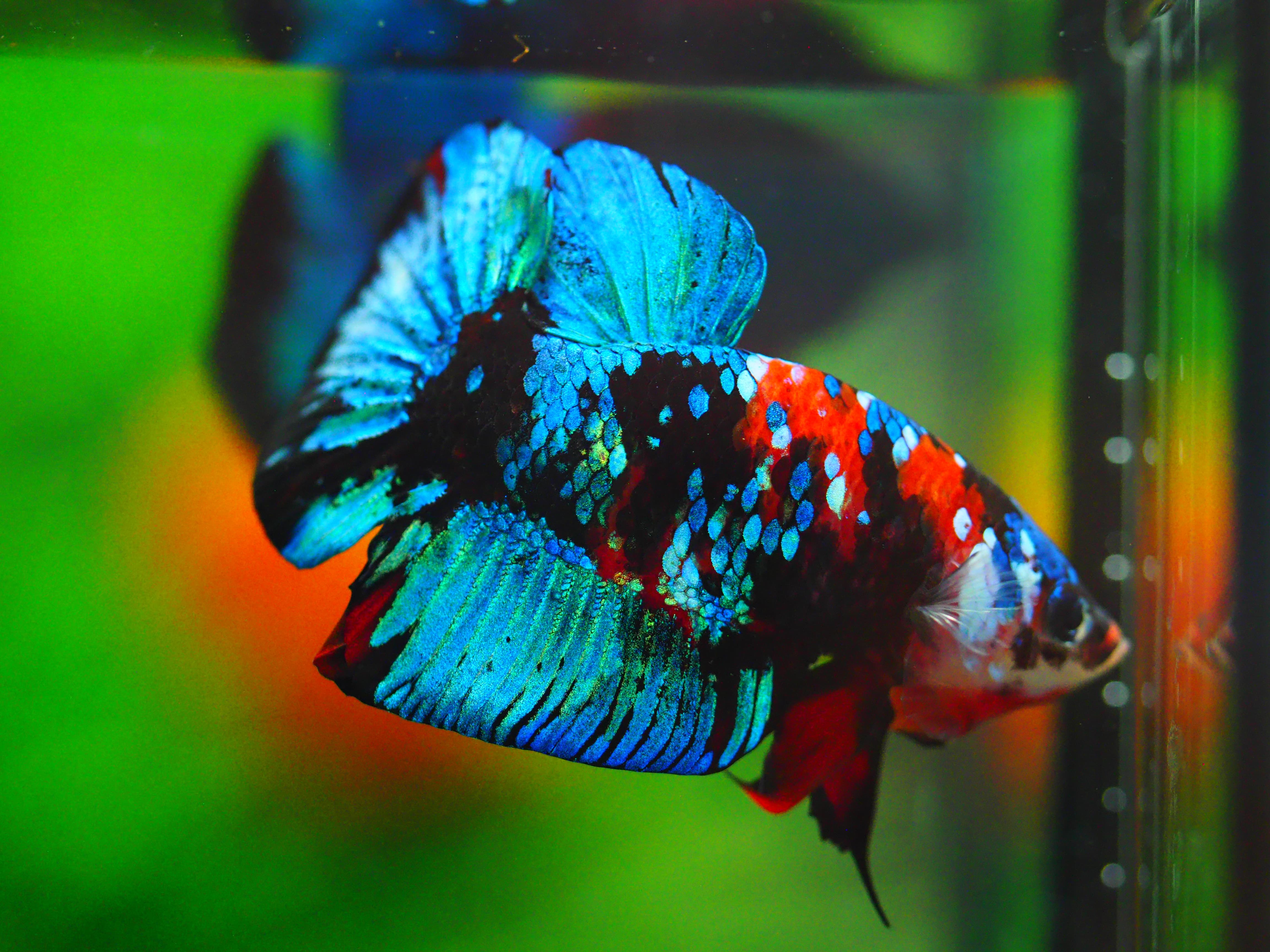 HMPK KOI GALAXY MALE GRADE A +++