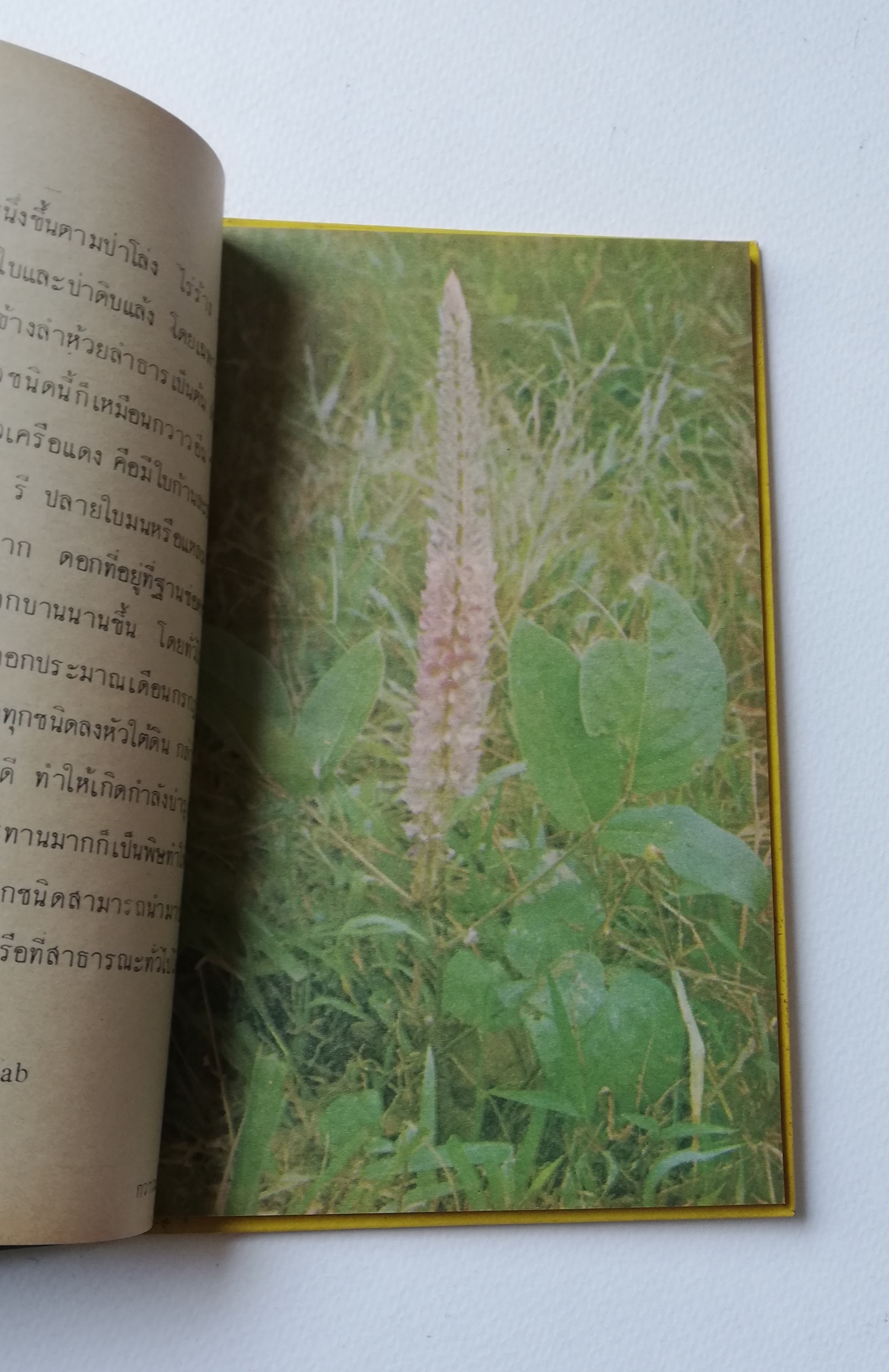 มีหลายภาพ หนังสือเก่ามีตำหนิตามภาพ หนังสือชุดความรู้ไทยเล่มเล็ก ขององค์การค้าของคุรุสภา เรื่อง ดอกไม้ในป่า พิมพ์ครั้งที่ 2 ปี 2527