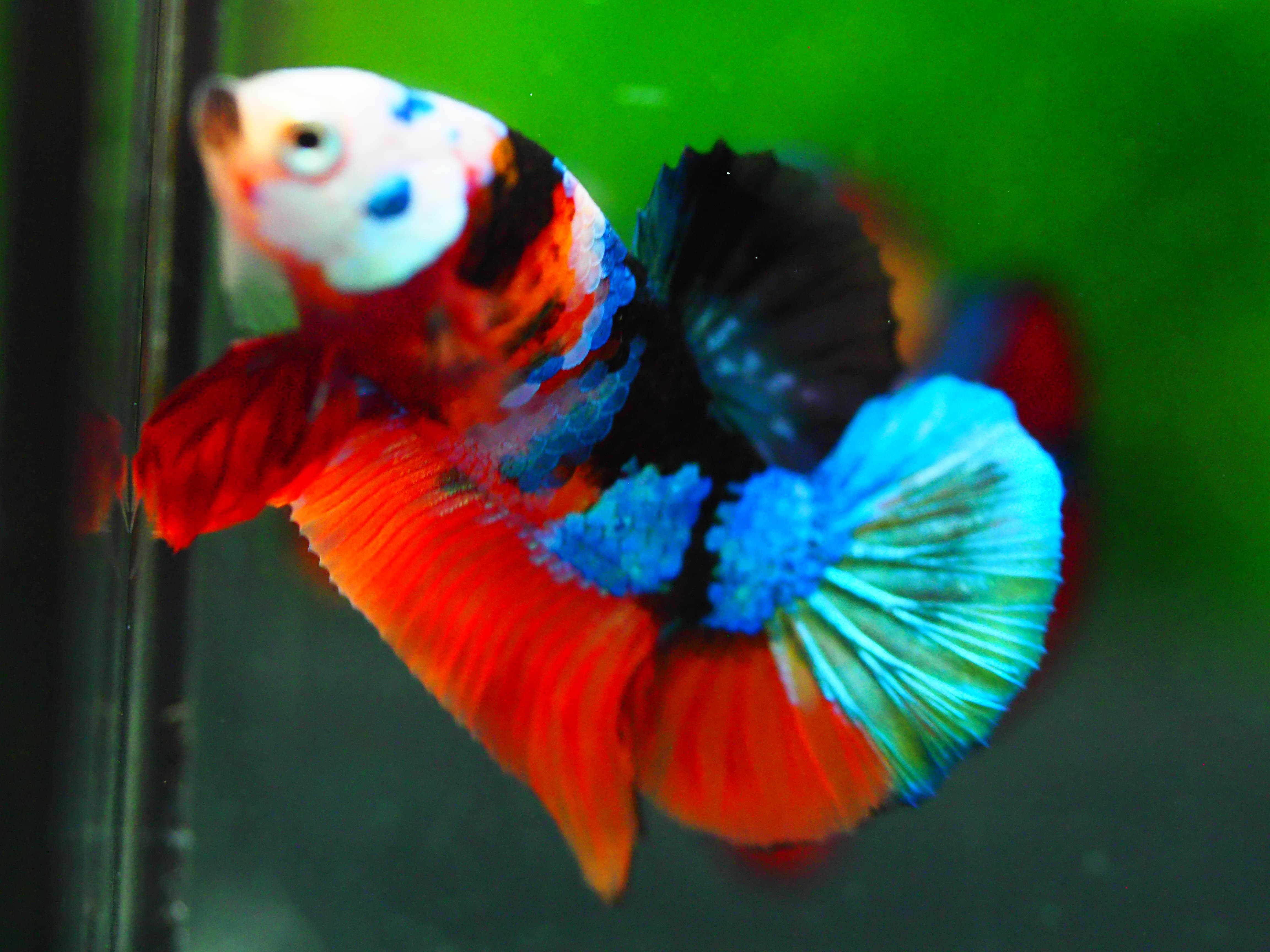 HMPK NEMO GALAXY MALE GRADE A +++