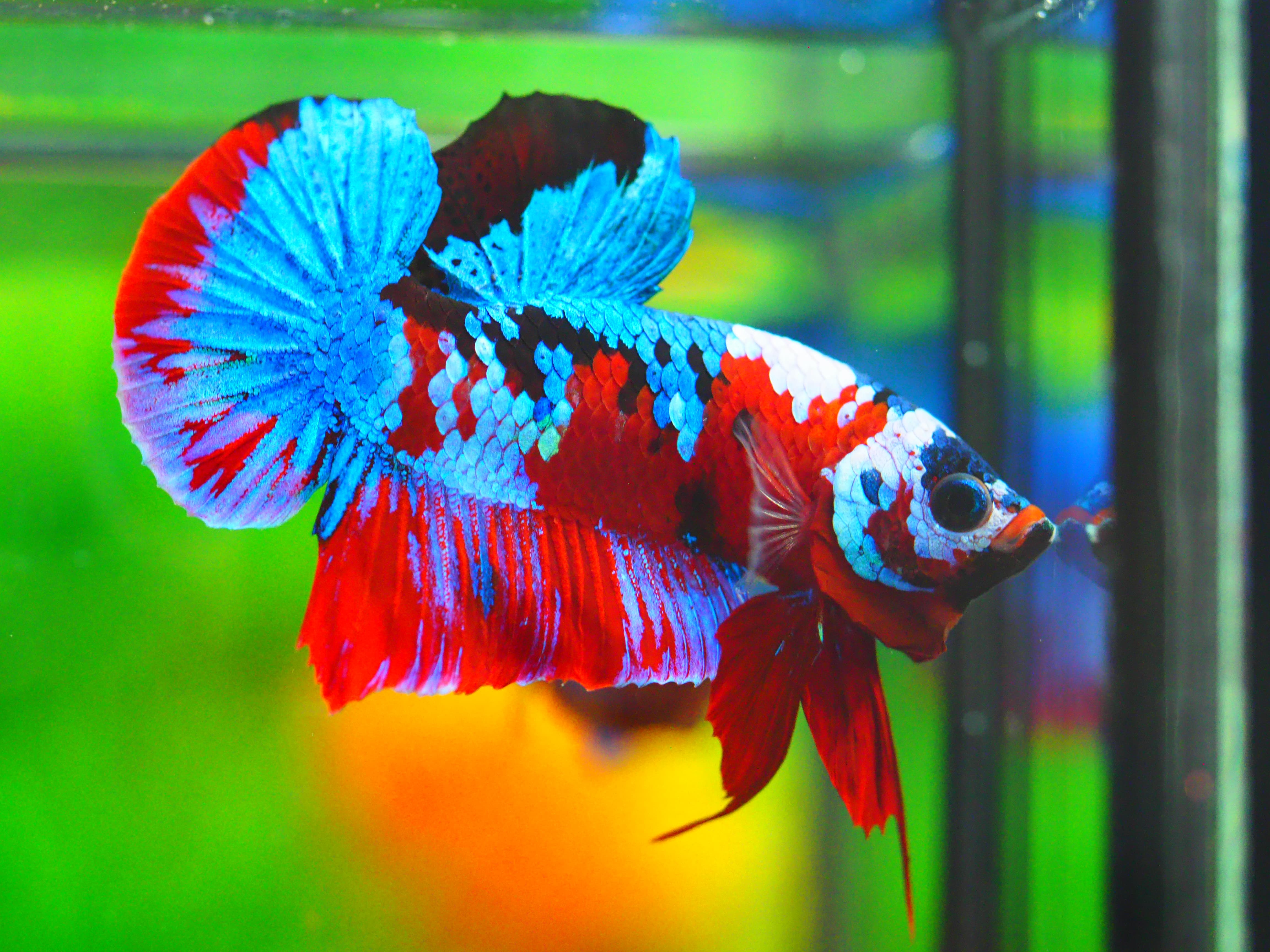 HMPK KOI GALAXY MALE GRADE A +++