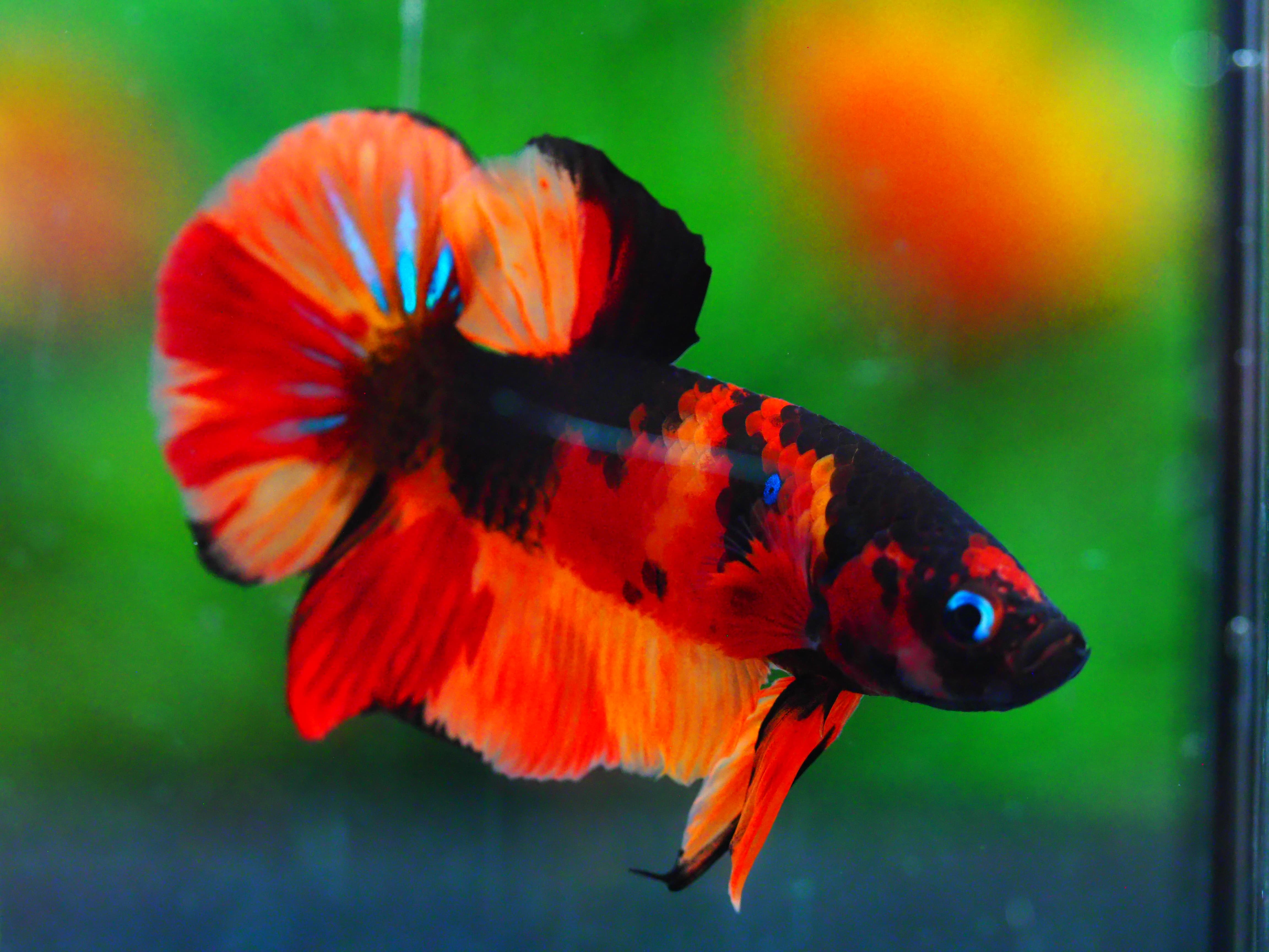 HMPK NEMO GALAXY MALE GRADE A +++