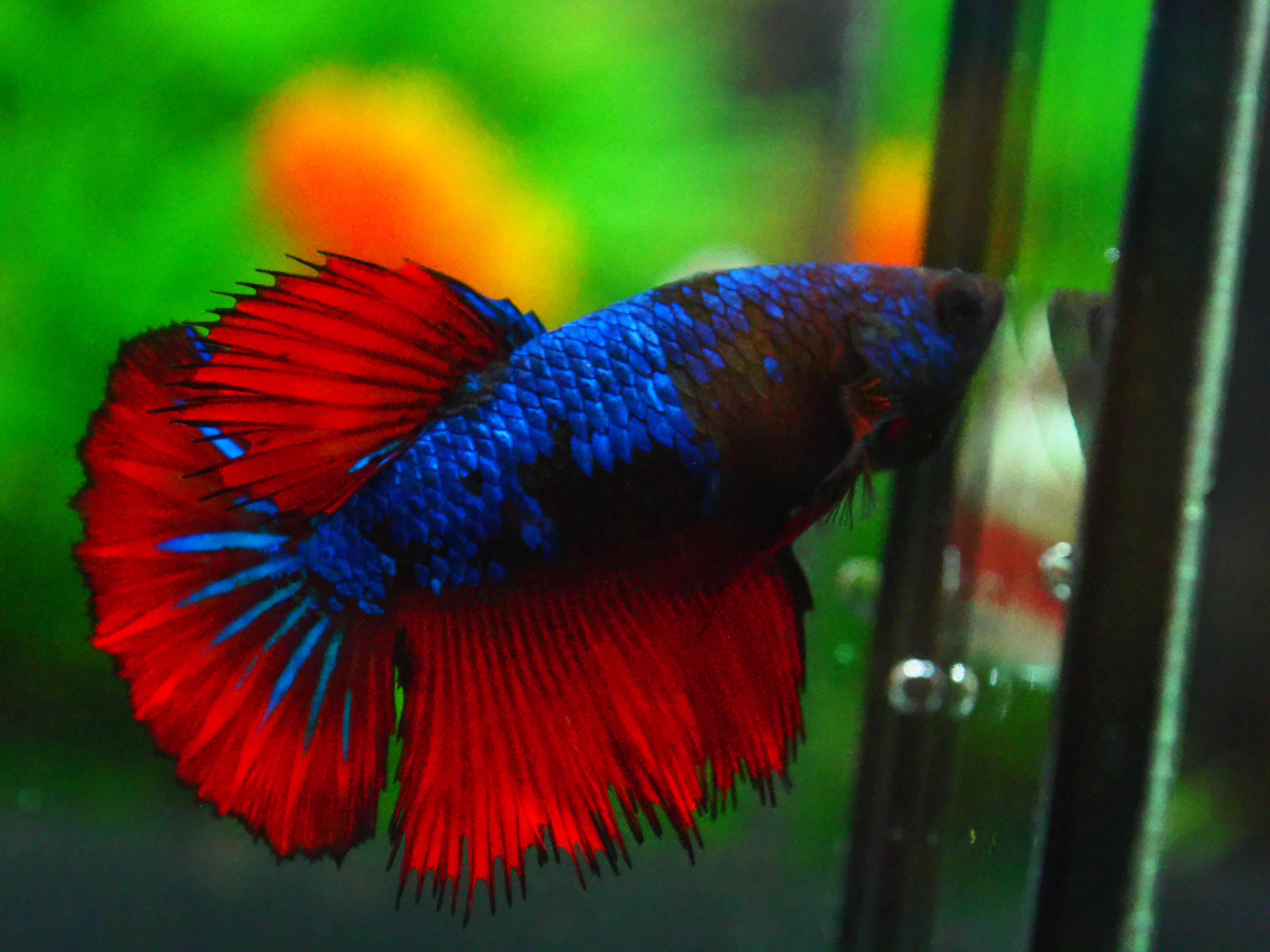 HM FANCY FN MALE GRADE A +++