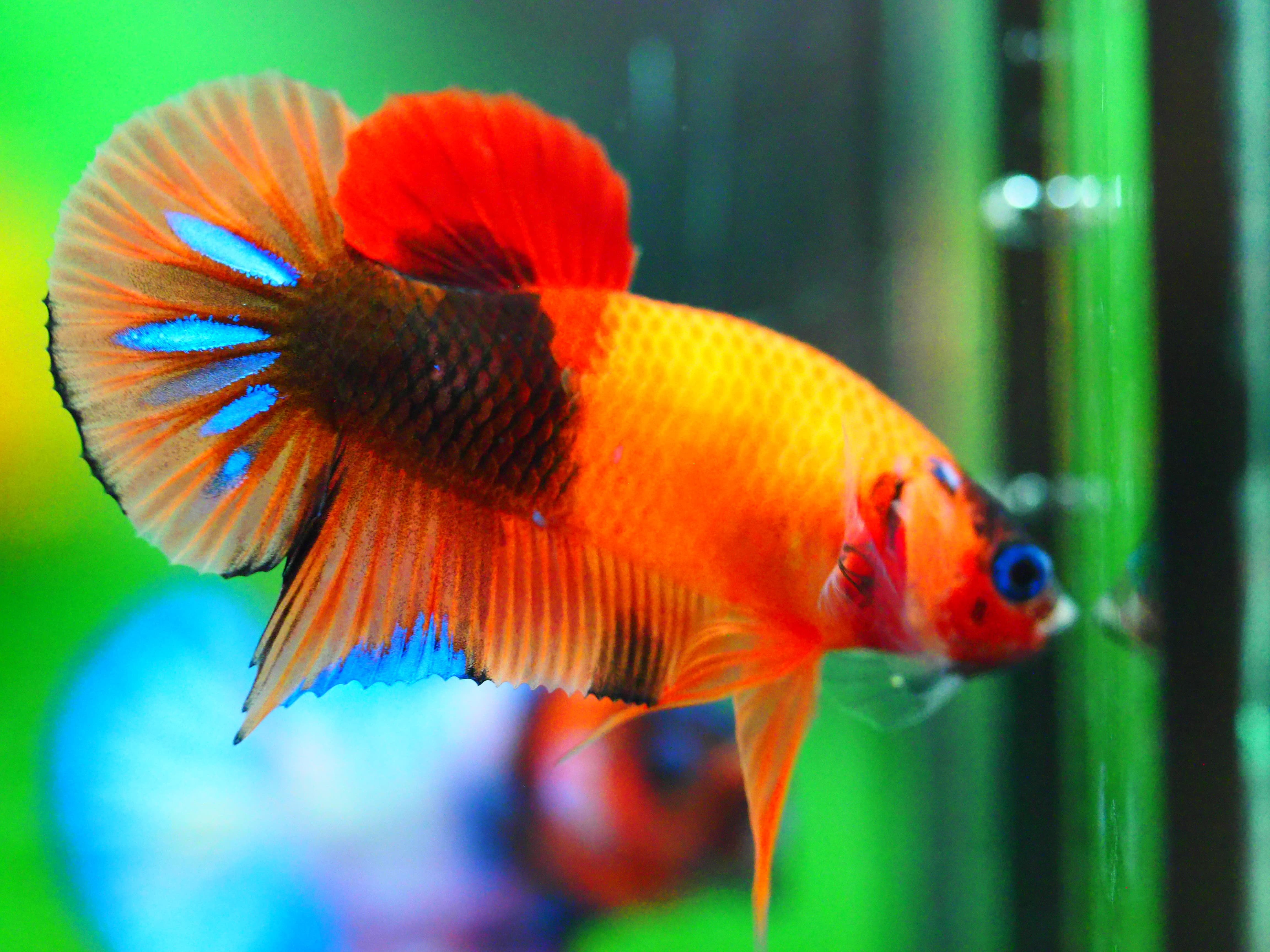 HMPK NEMO GALAXY MALE GRADE A +++