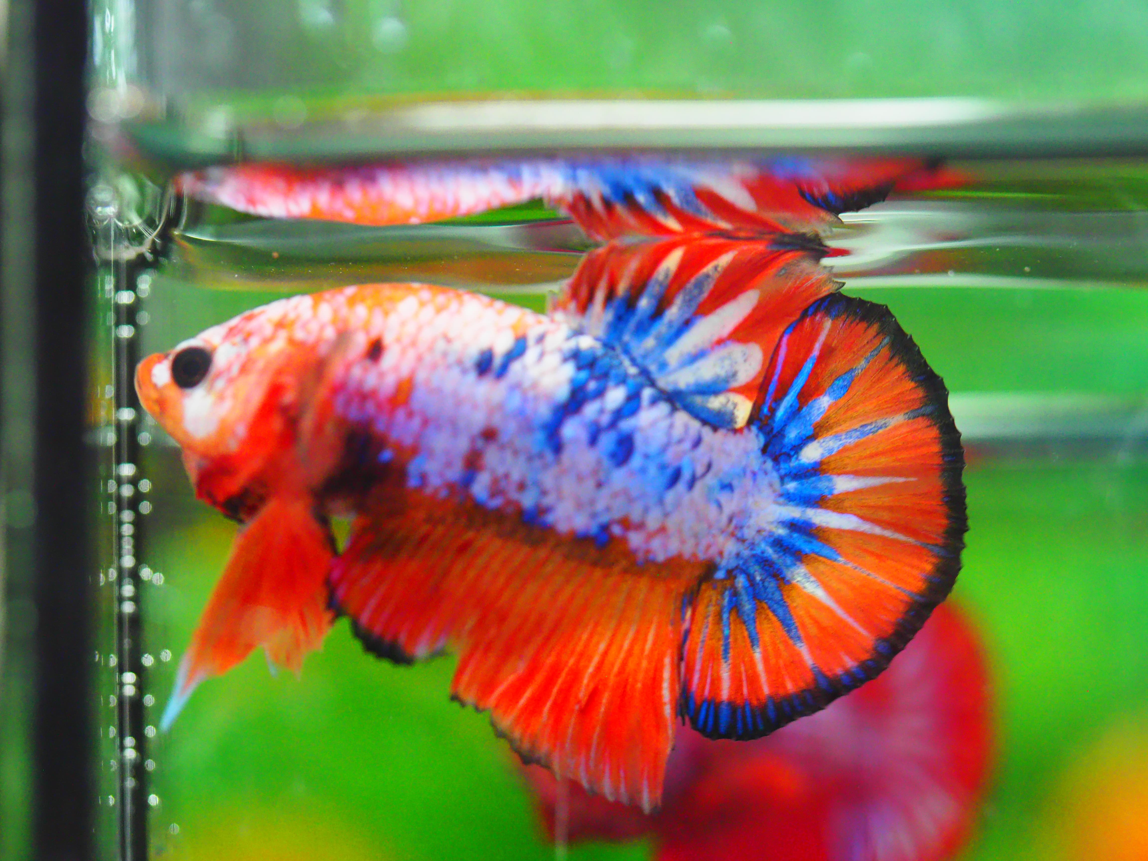 HMPK FANCY MALE GRADE A +++