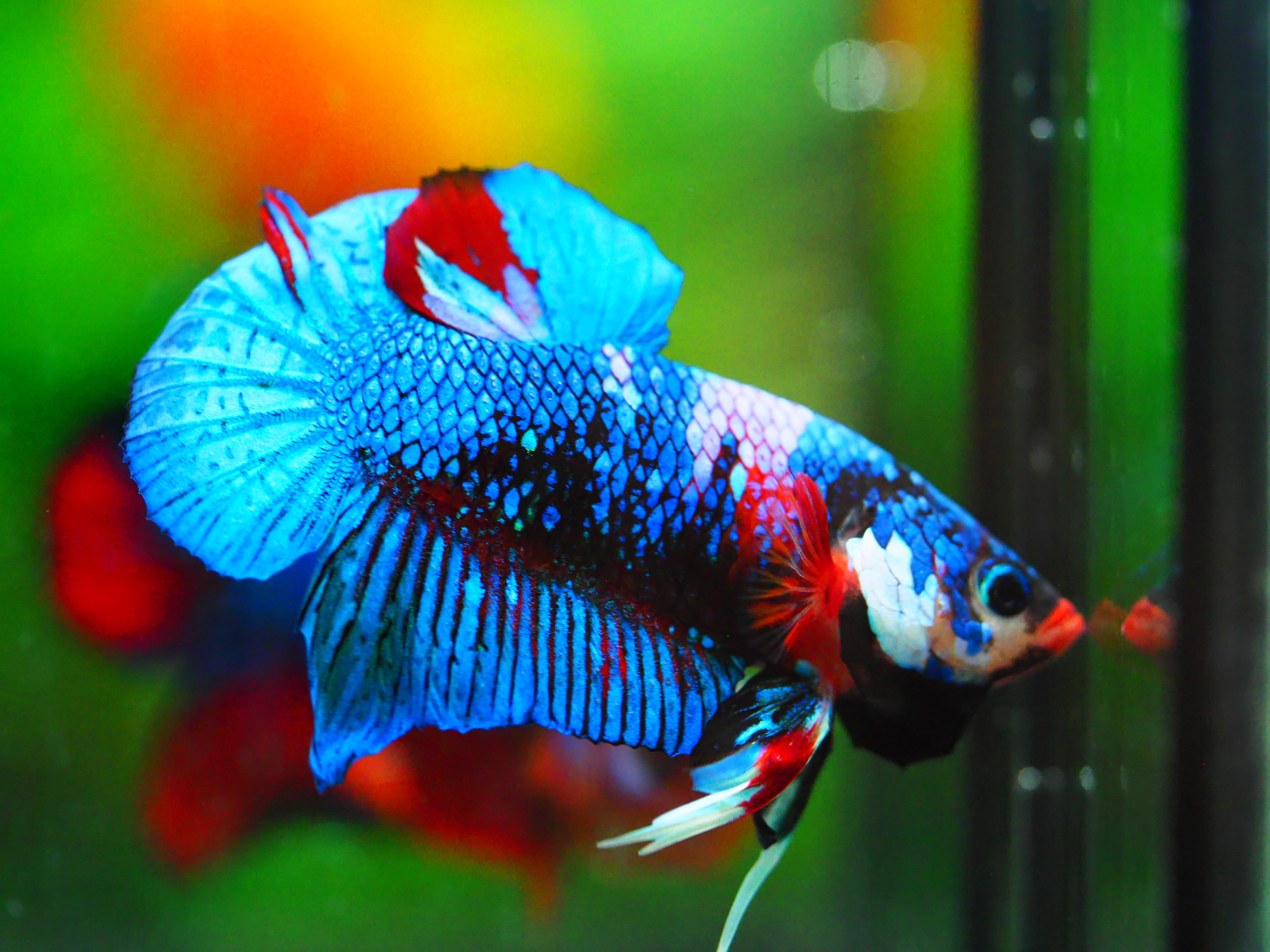 HMPK KOI GALAXY MALE GRADE A +++