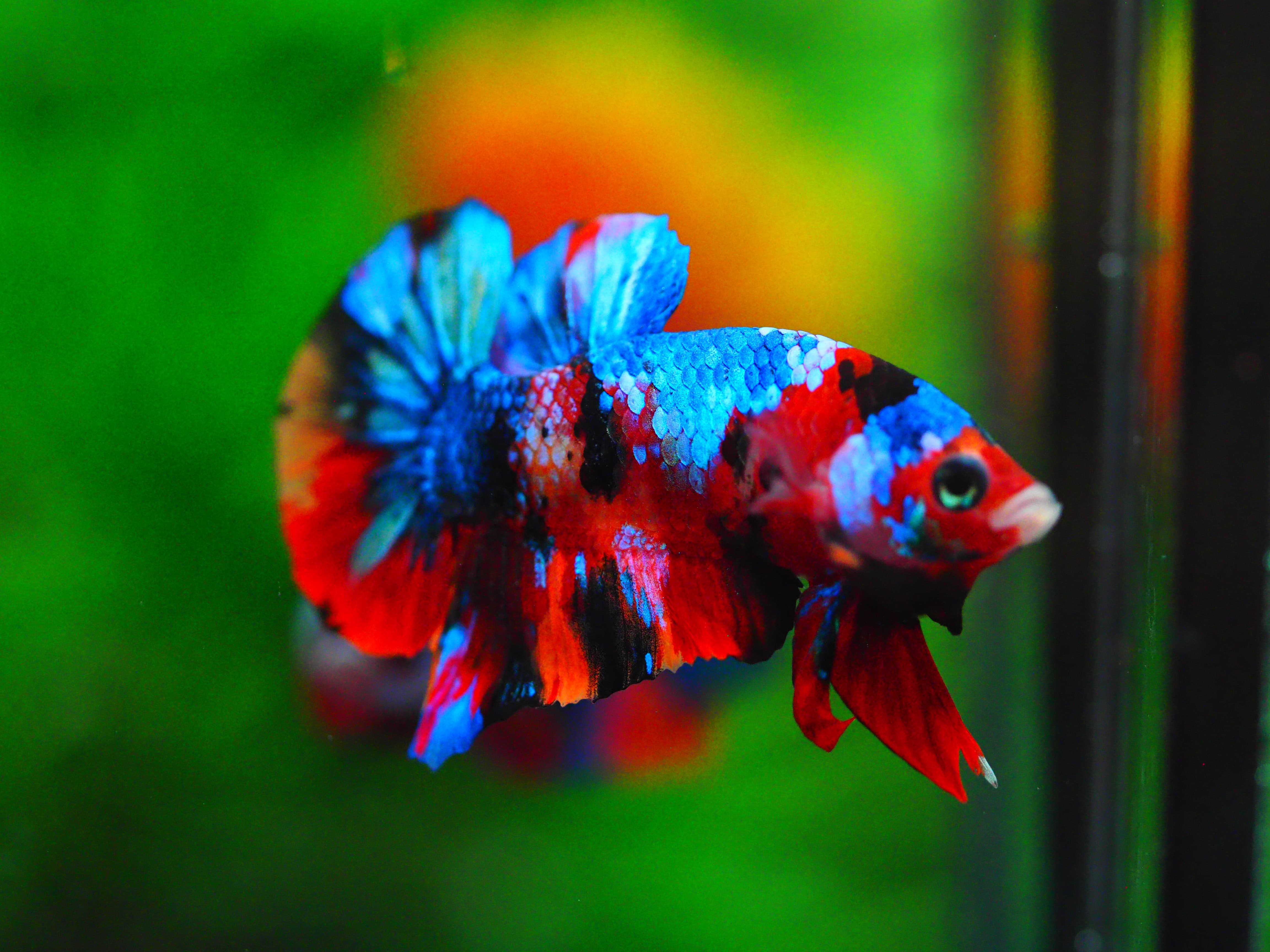 HMPK KOI GALAXY MALE GRADE A +++