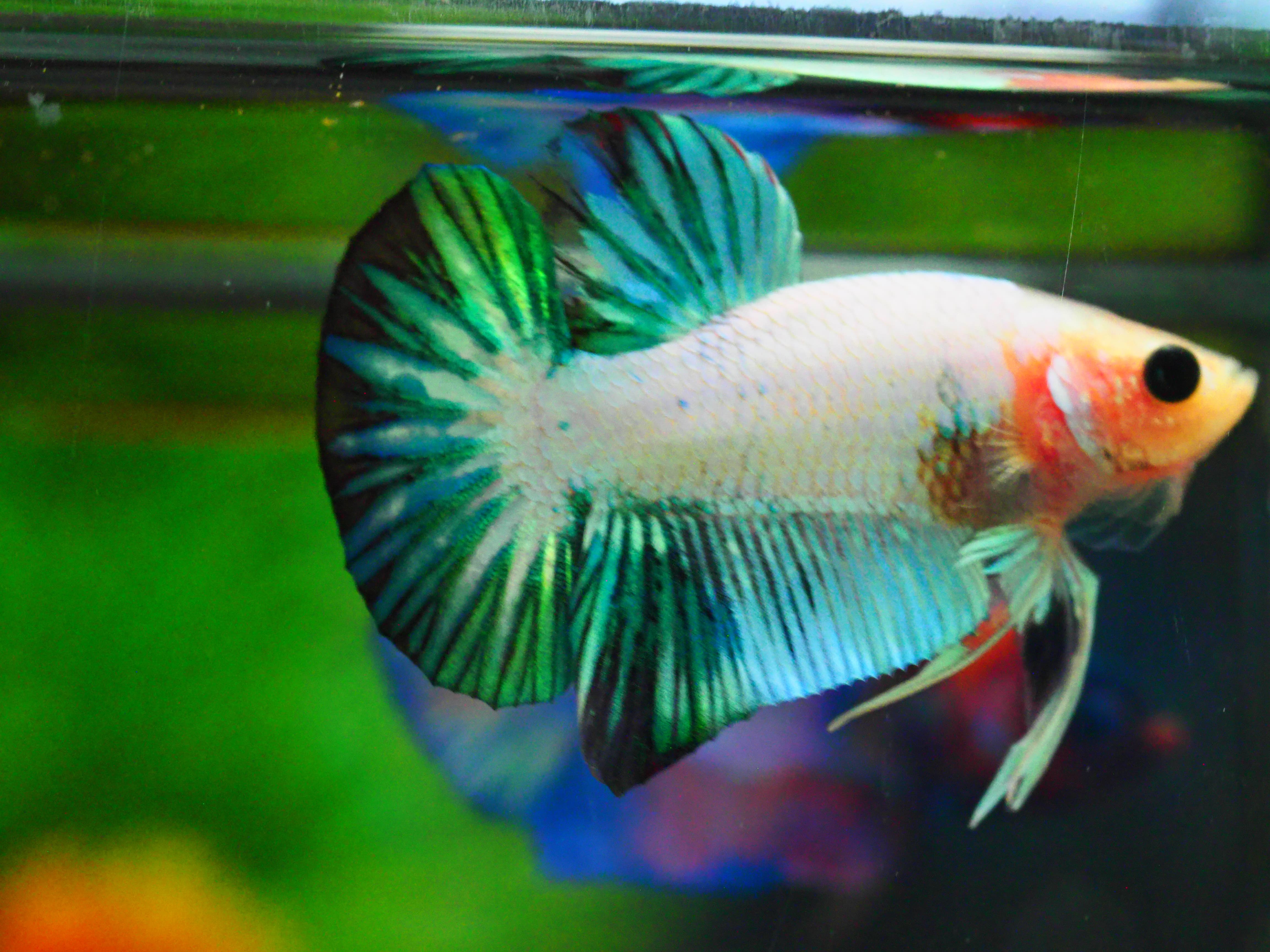 HMPK FANCY MALE GRADE A +++