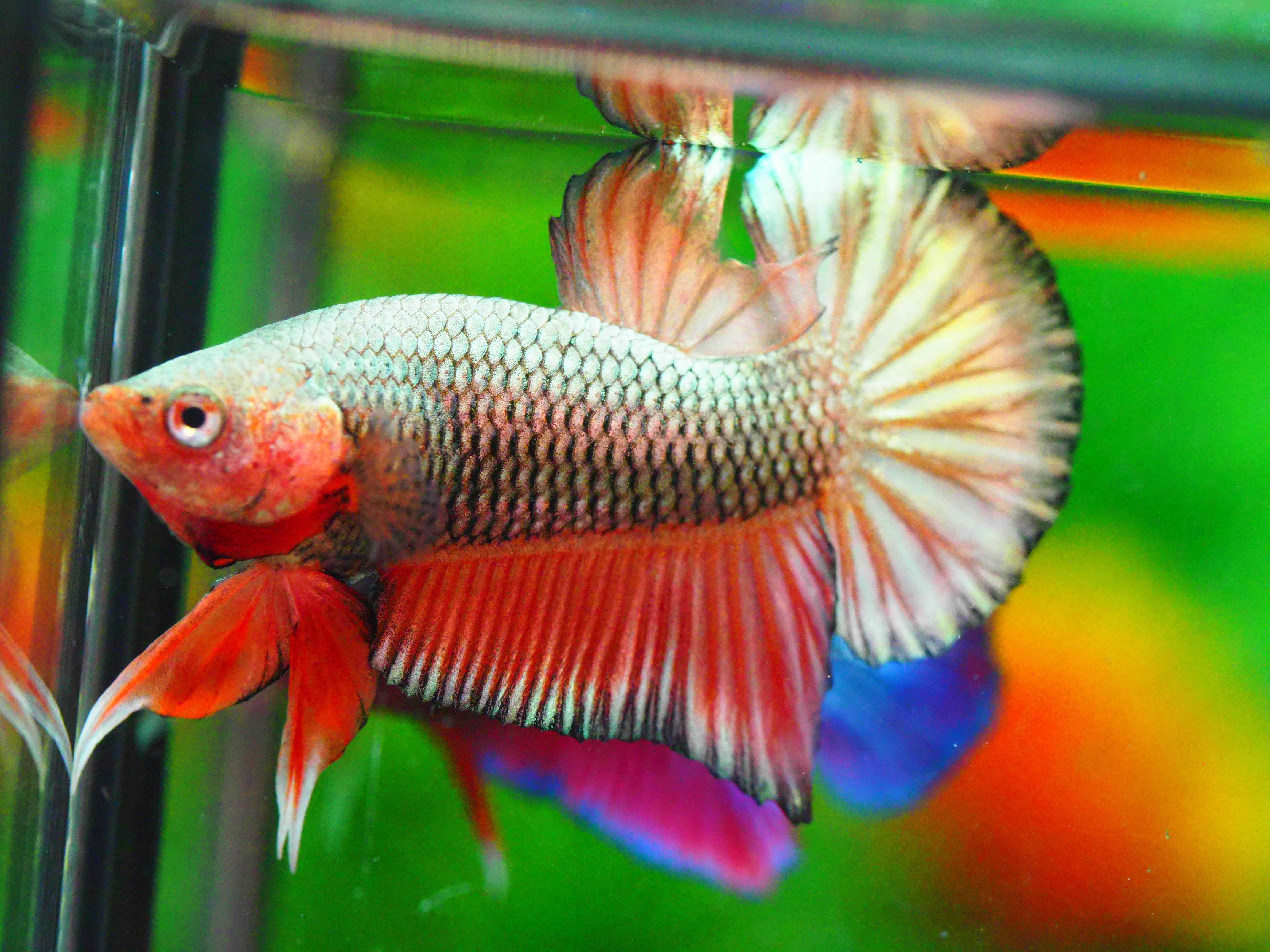 HMPK FANCY MALE GRADE A +++