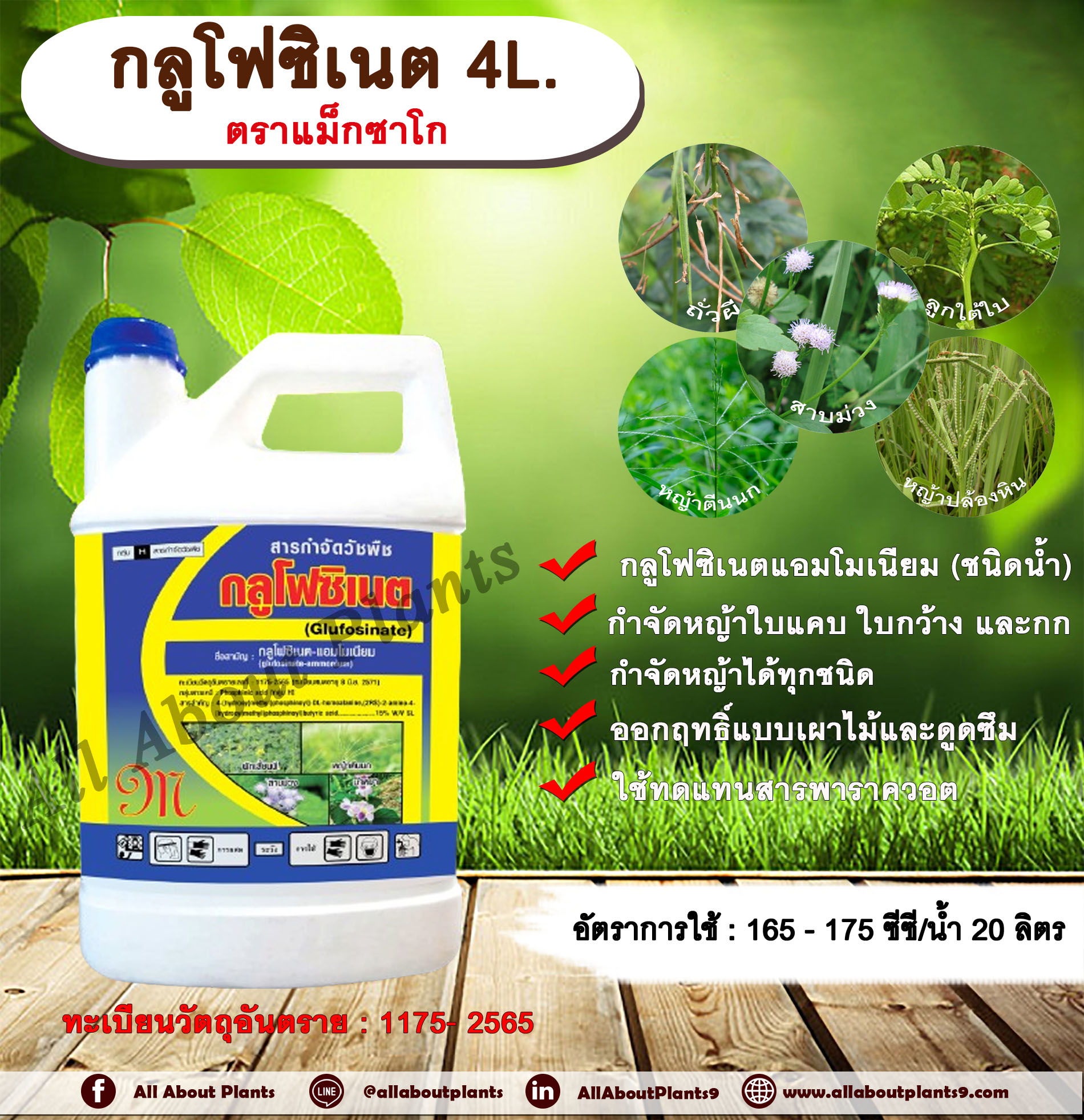 กลูโฟซิเนต ตราแม็กซาโก 4L. กลูโฟซิเนตแอมโมเนียม สารกำจัดวัชพืช กำจัดหญ้าใบแคบ ใบกว้าง กก หญ้าทุกชนิด ออกฤทธิ์แบบเผาไหม้และดูดซึม กระติก