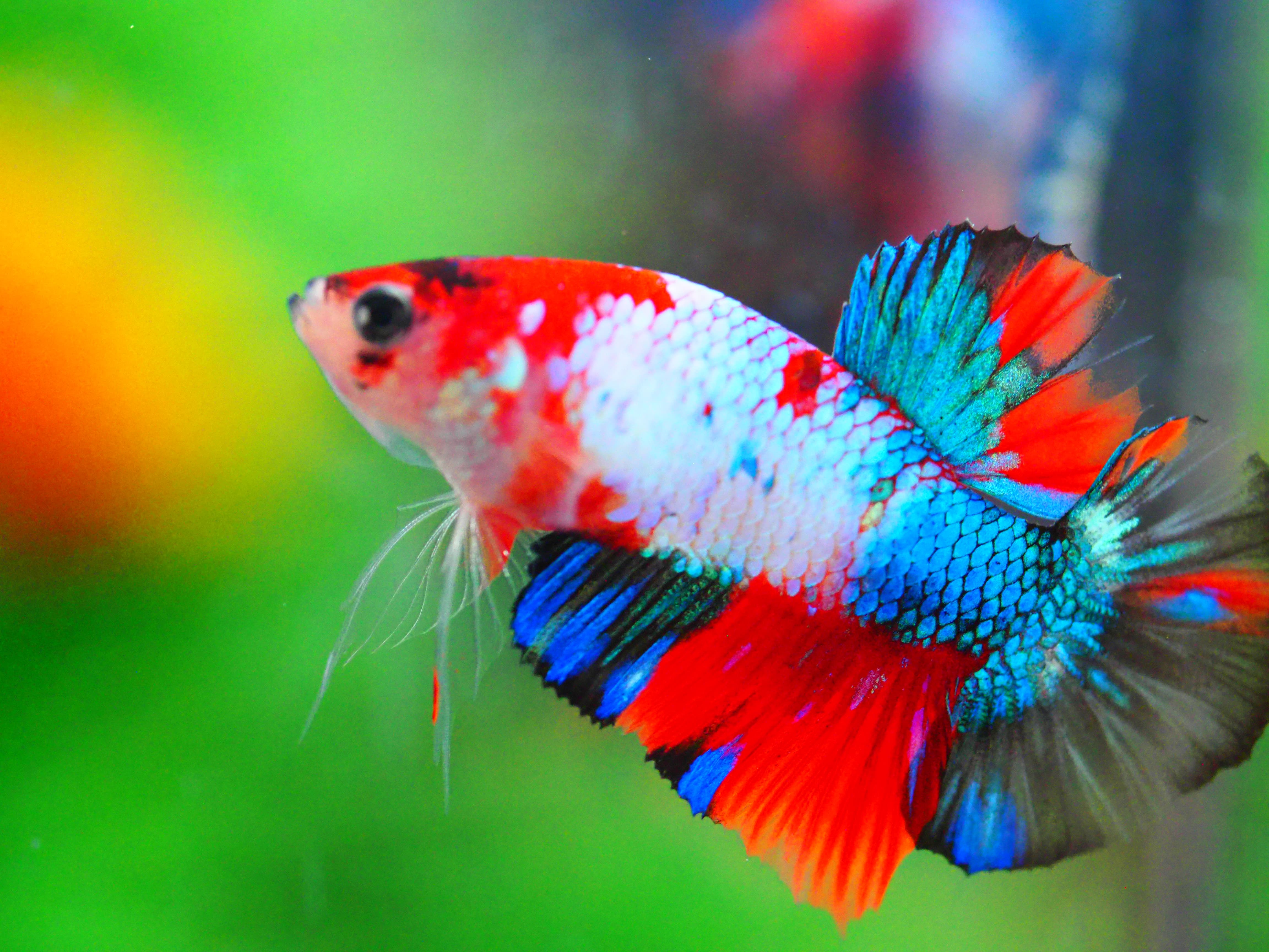 HMPKKOI GALAXY MALE GRADE A +++