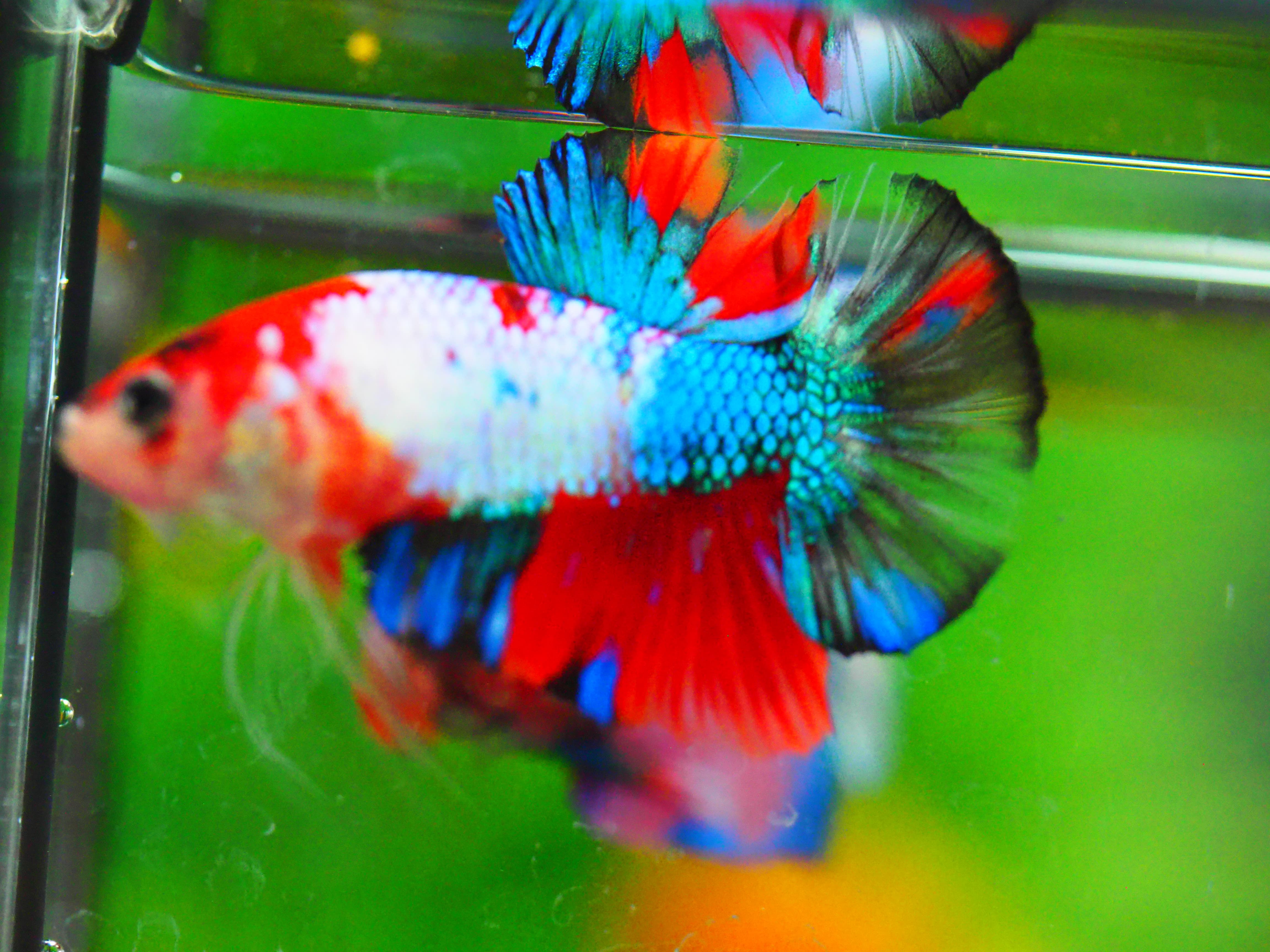 HMPKKOI GALAXY MALE GRADE A +++